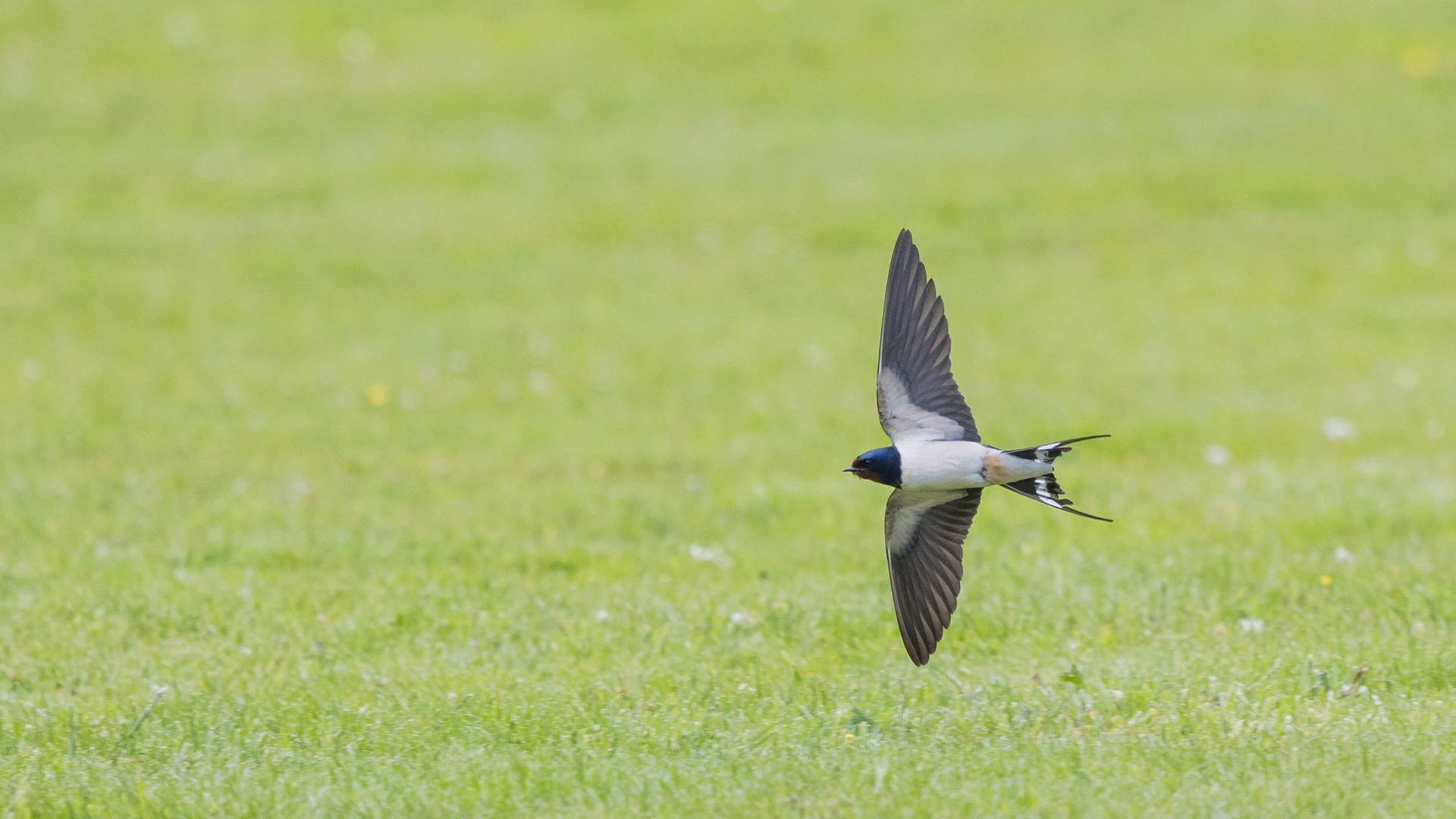 Swallow flying wings open showing underside