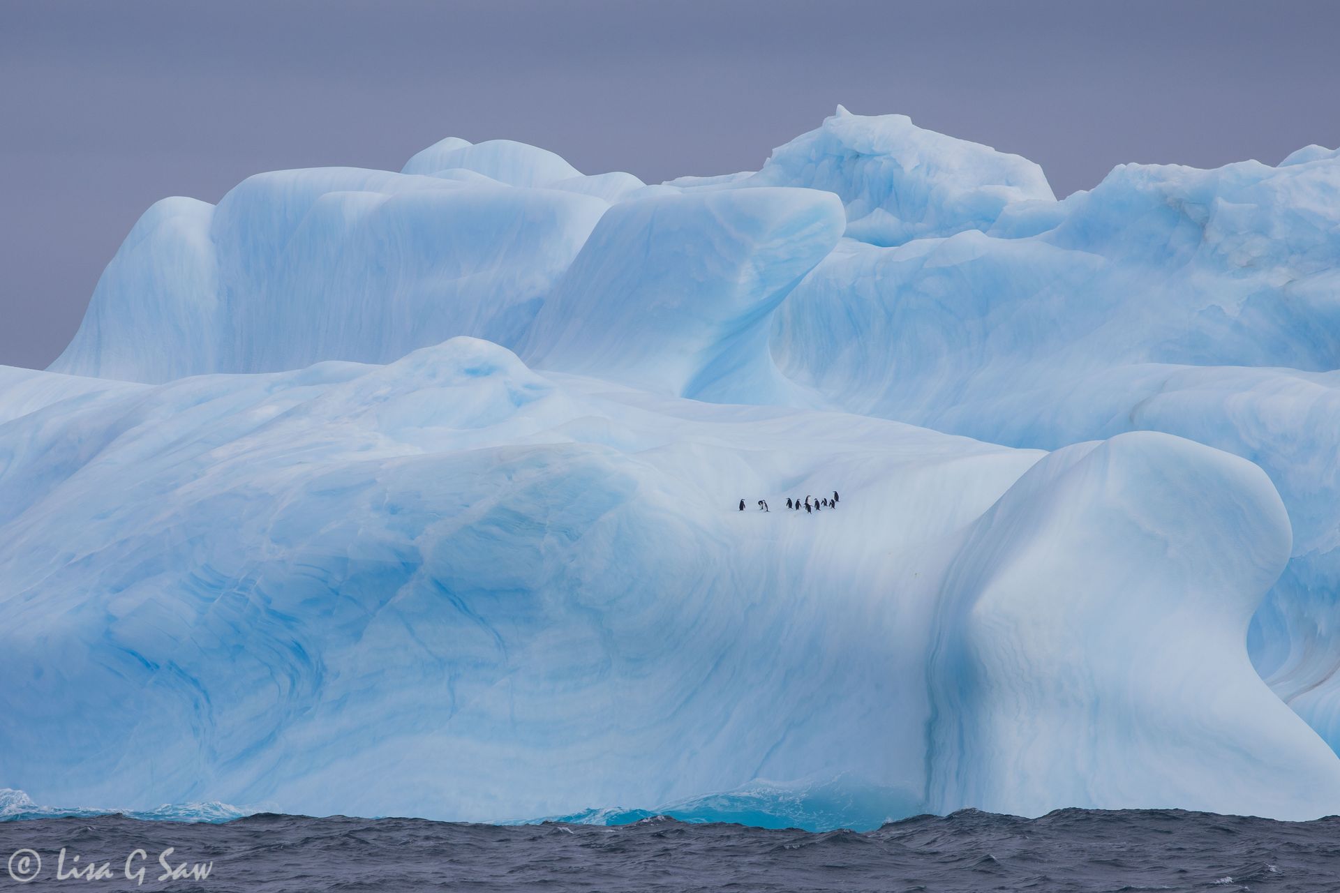 Group of Chinstrap Penguins on large Iceberg