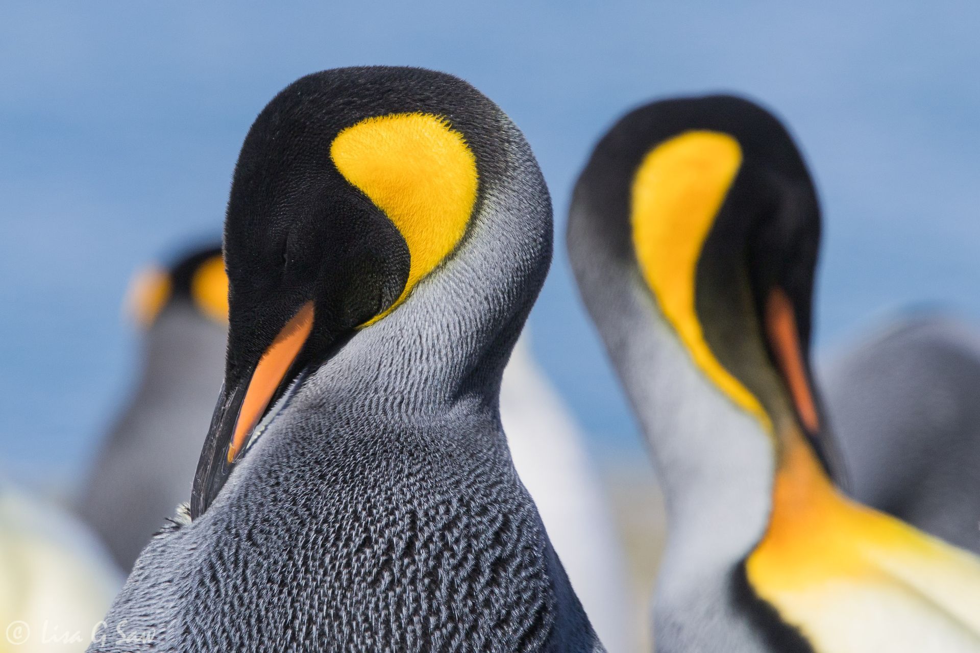 Close up of King Penguin in Fortuna Bay, South Georgia