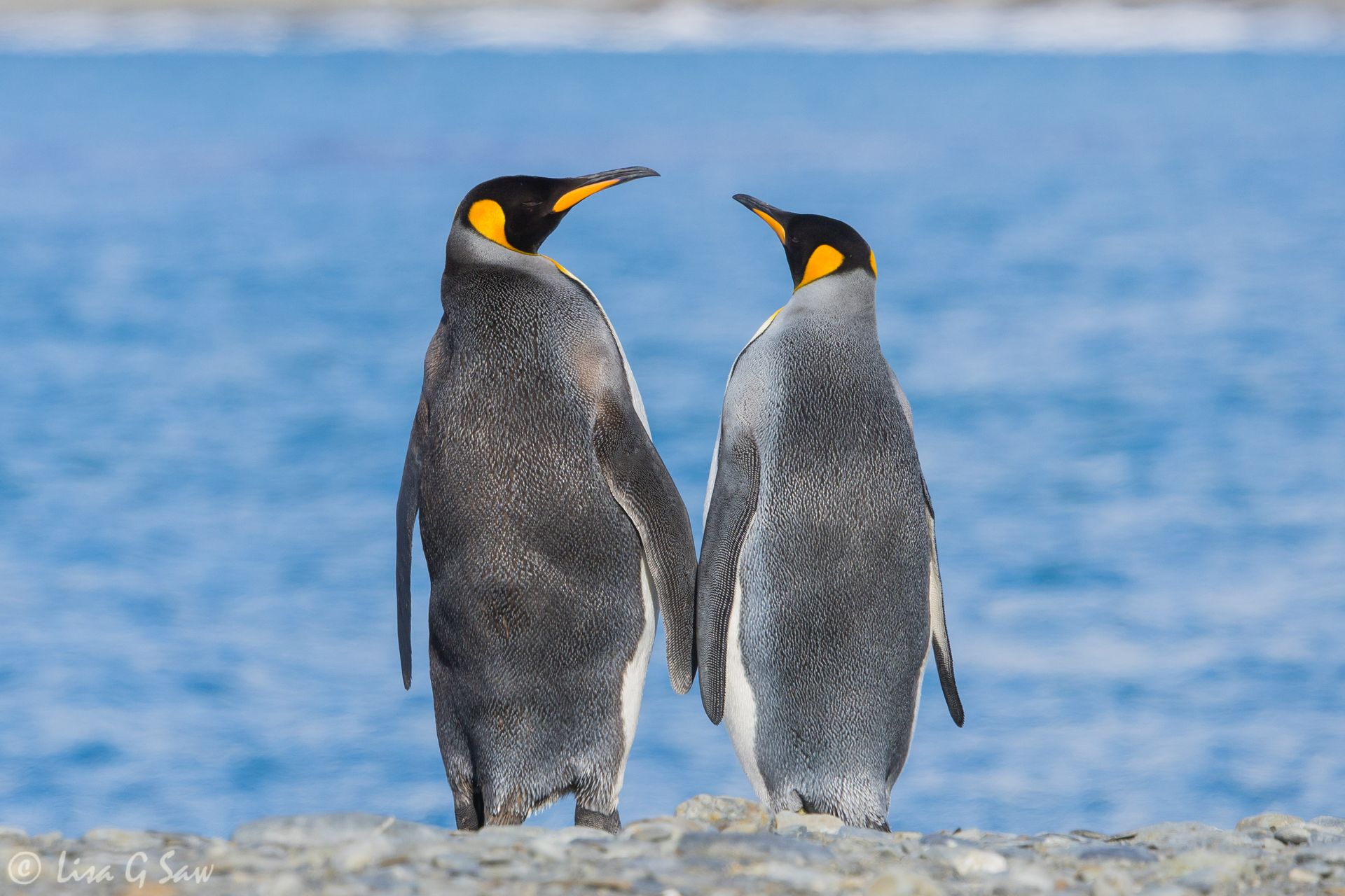 Two King Penguin looking at each other on the beach at Fortuna Bay, South Georgia