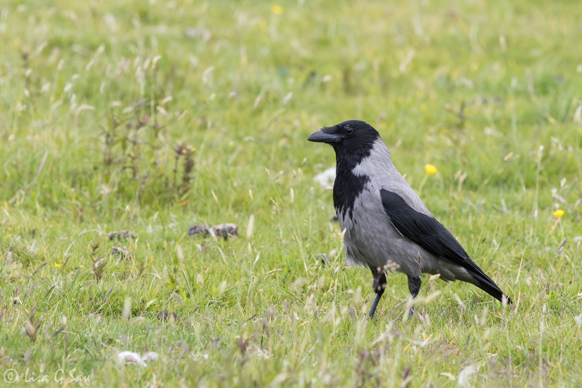 Hooded Crow on Iona