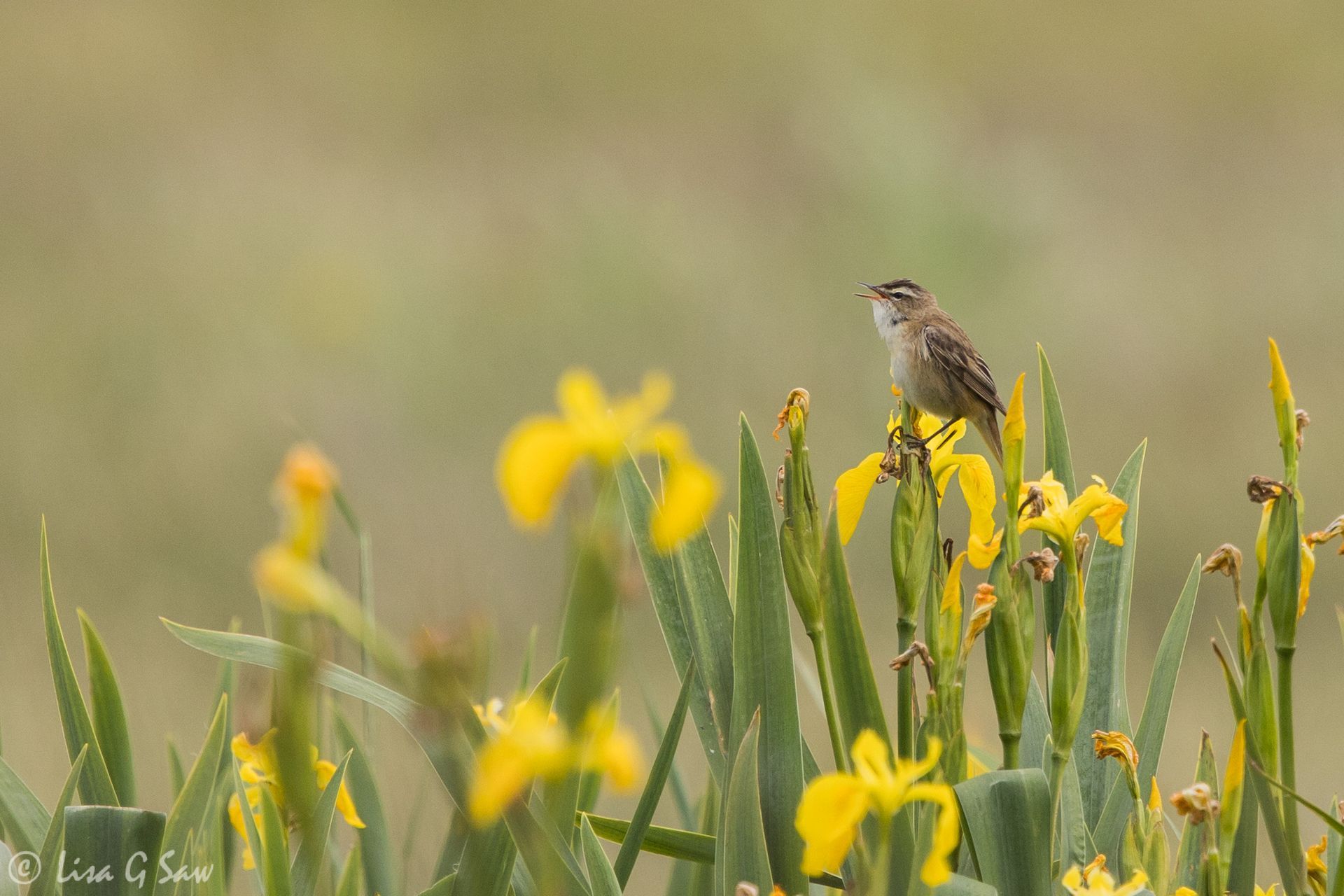 Sedge Warbler on Iona