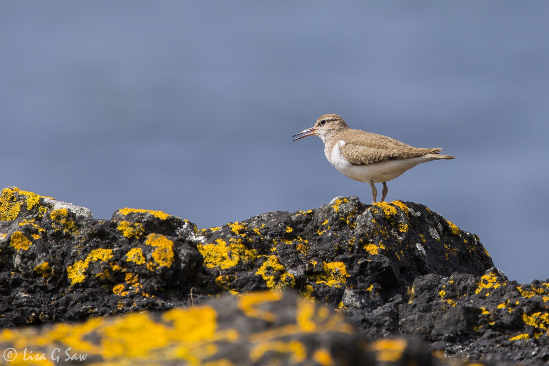 Adult Common Sandpiper, Pennyghael