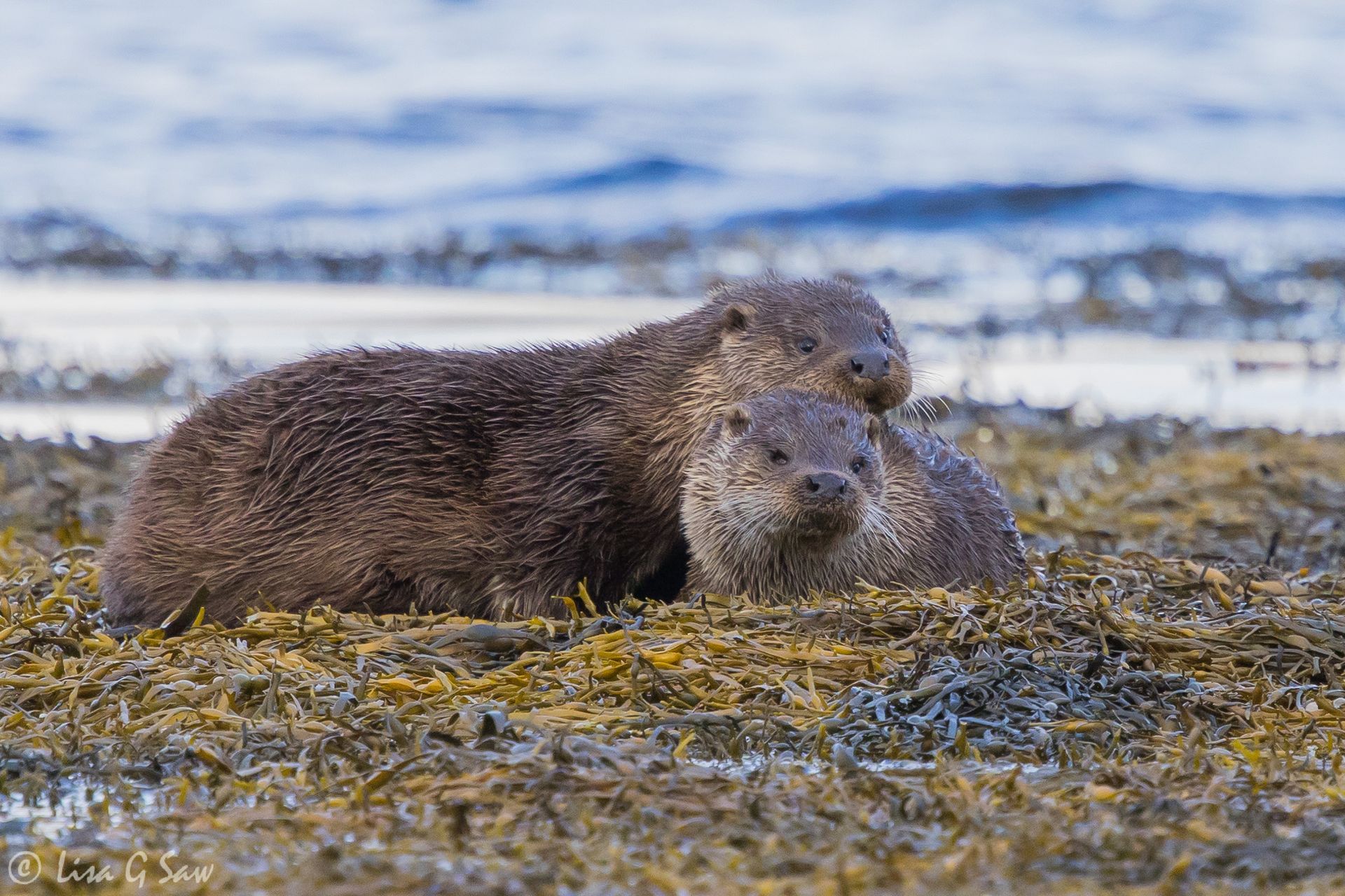 Two Otters, a mother and cub