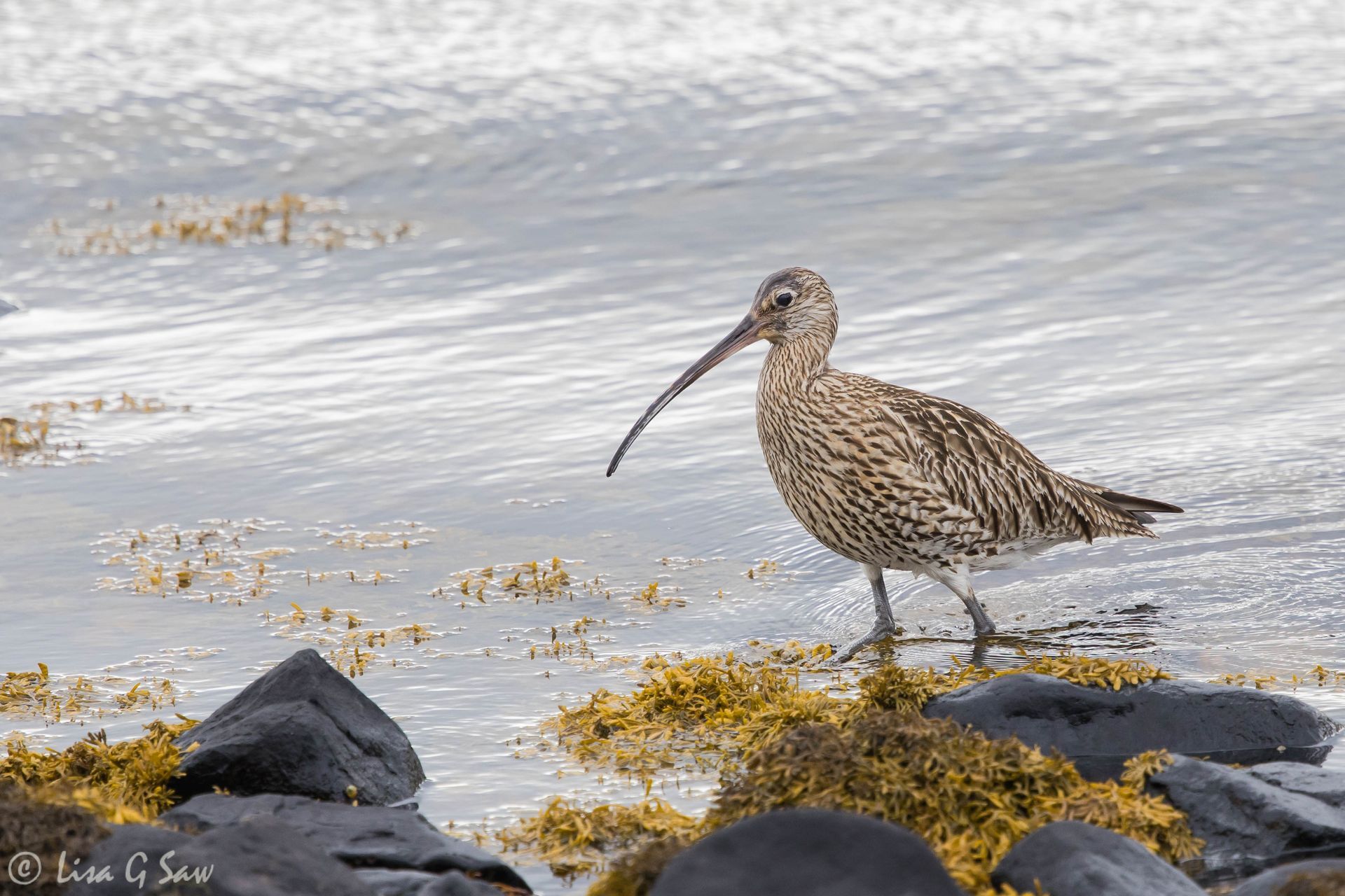 Curlew