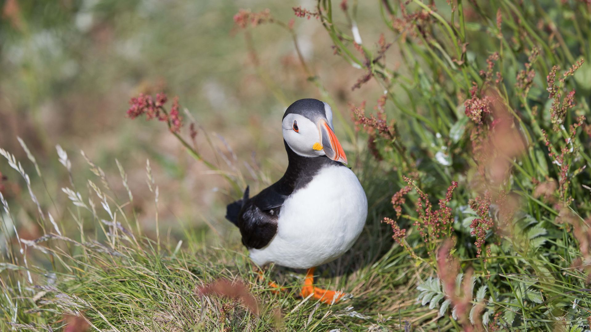 Puffin on Lunga