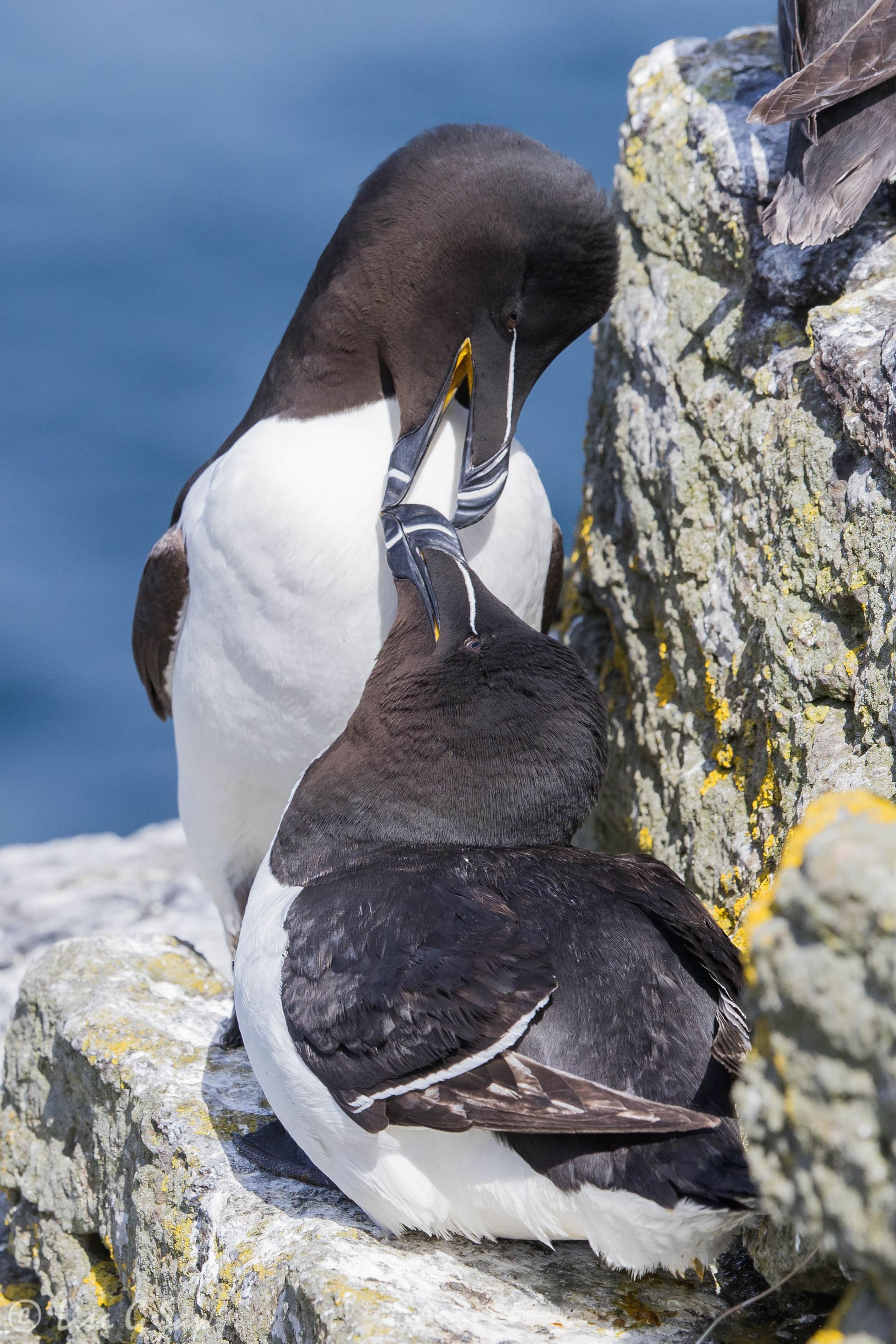 Two Razorbills pair bonding