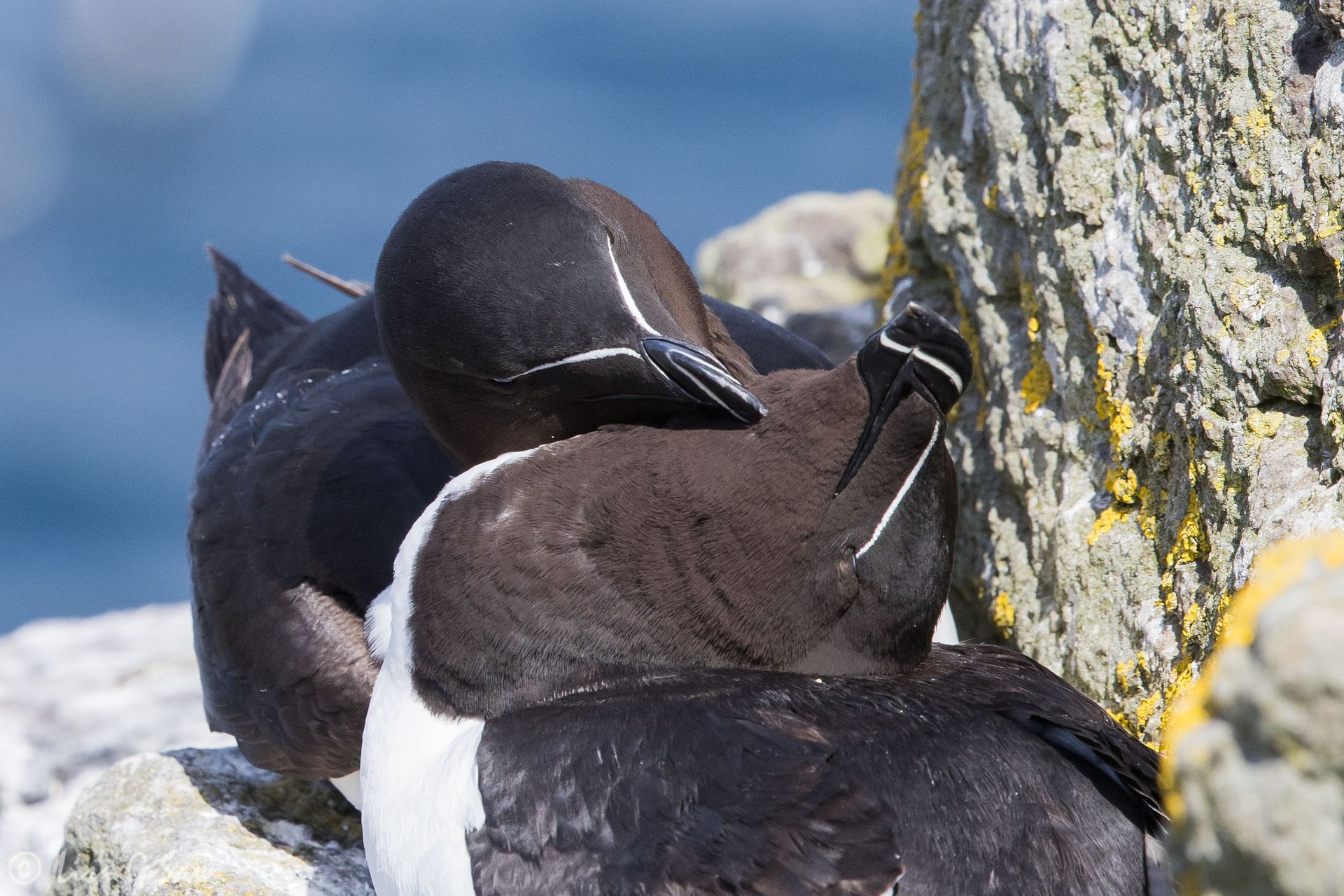 Two Razorbills pair bonding