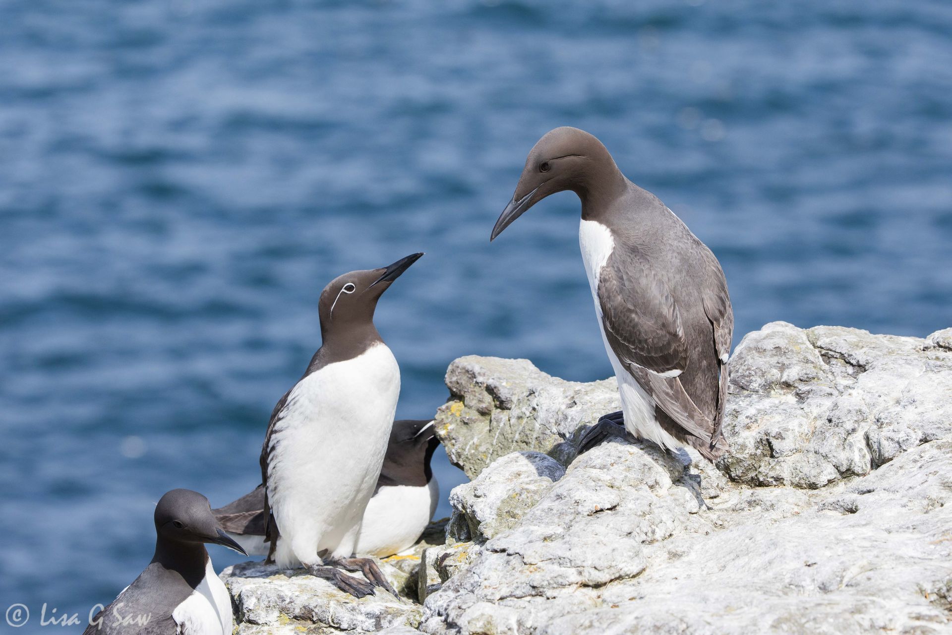 Guillemots including a bridled morph