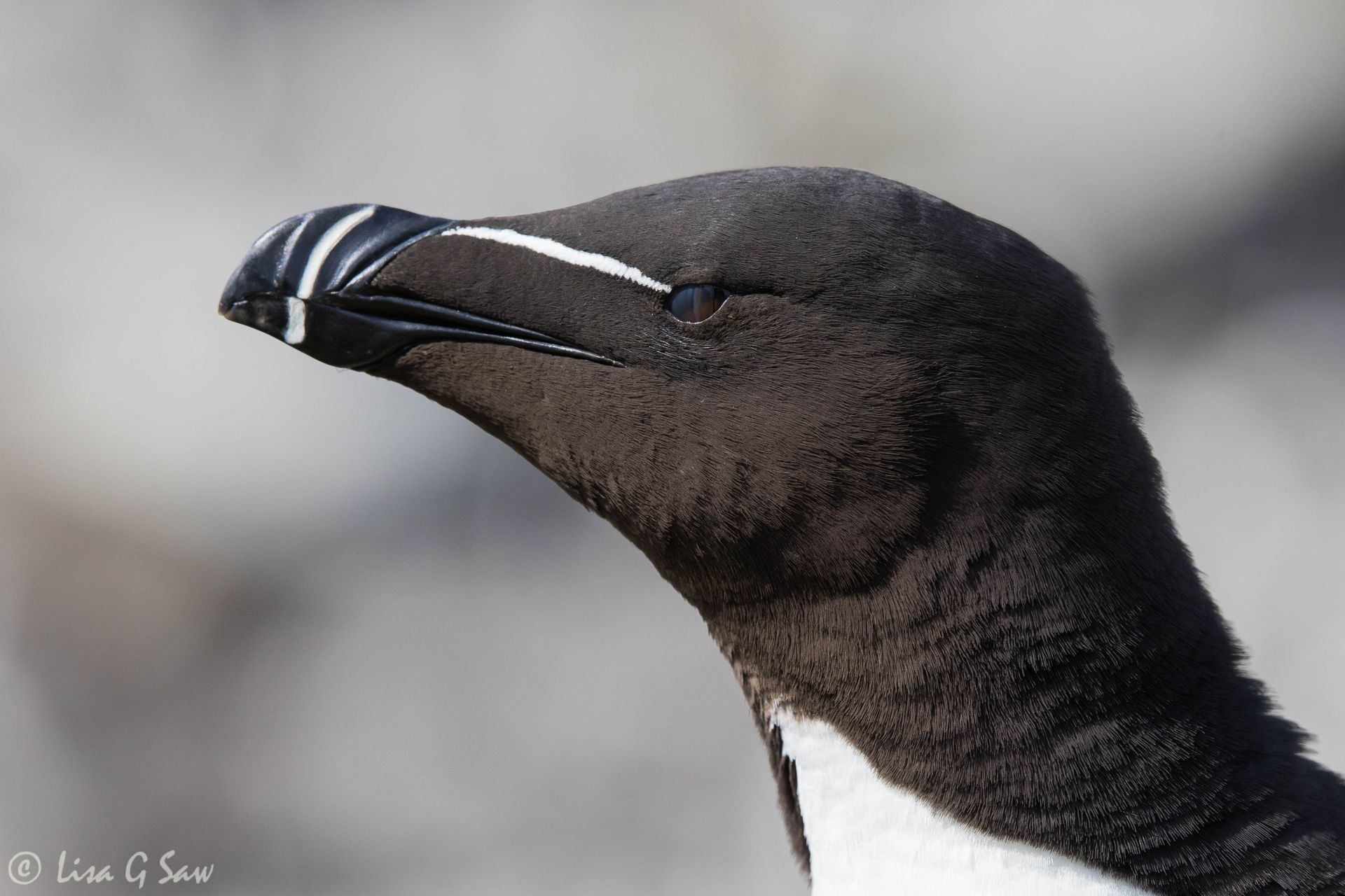 Close up of Razorbill, Lunga