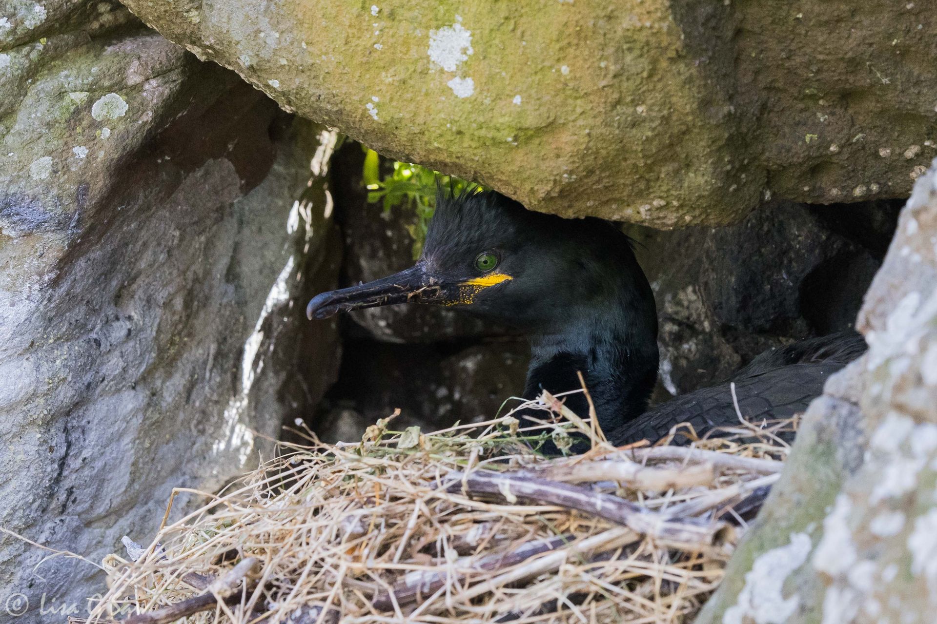 Shag sitting on a nest, Lunga