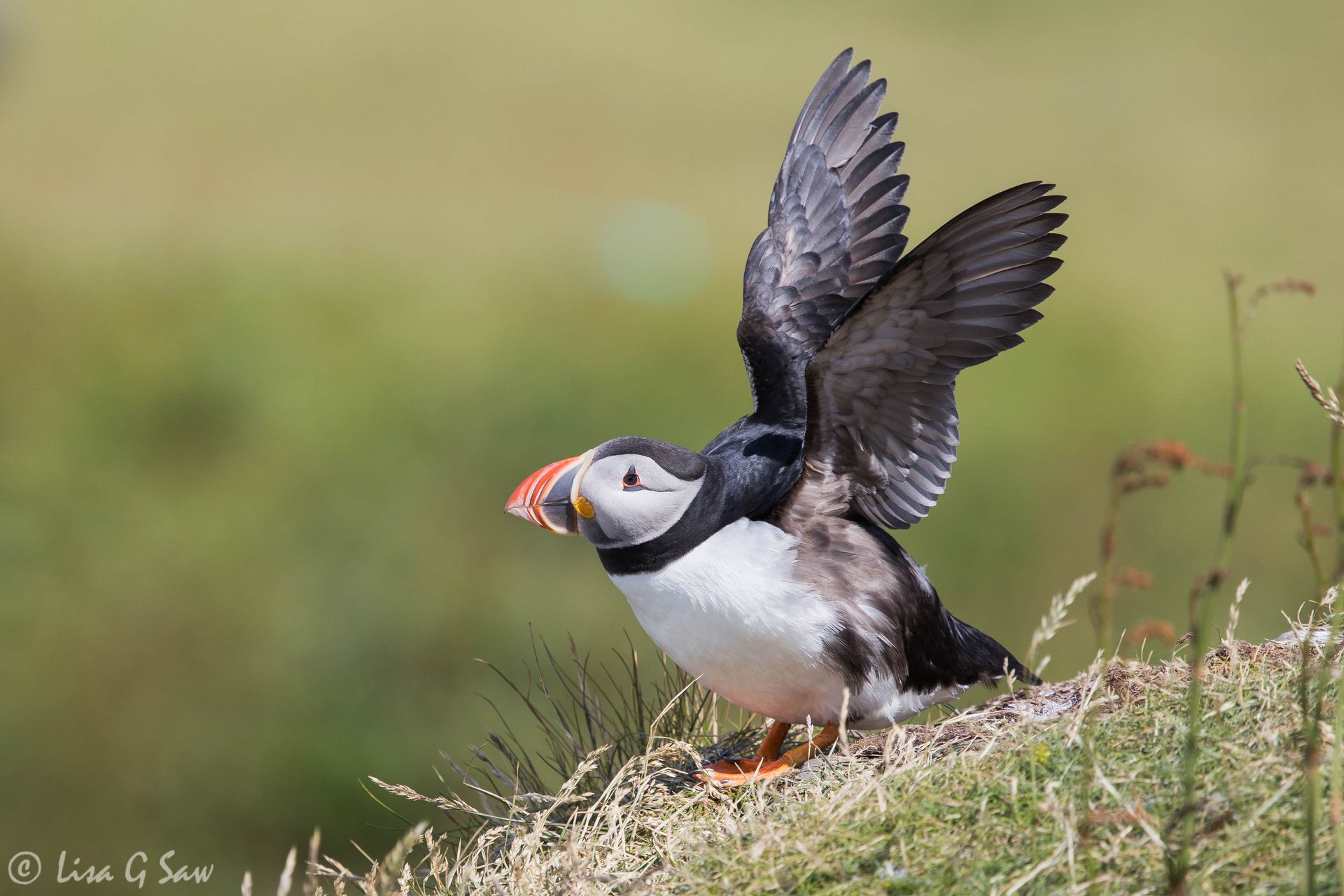 Puffin flapping its wings, Lunga