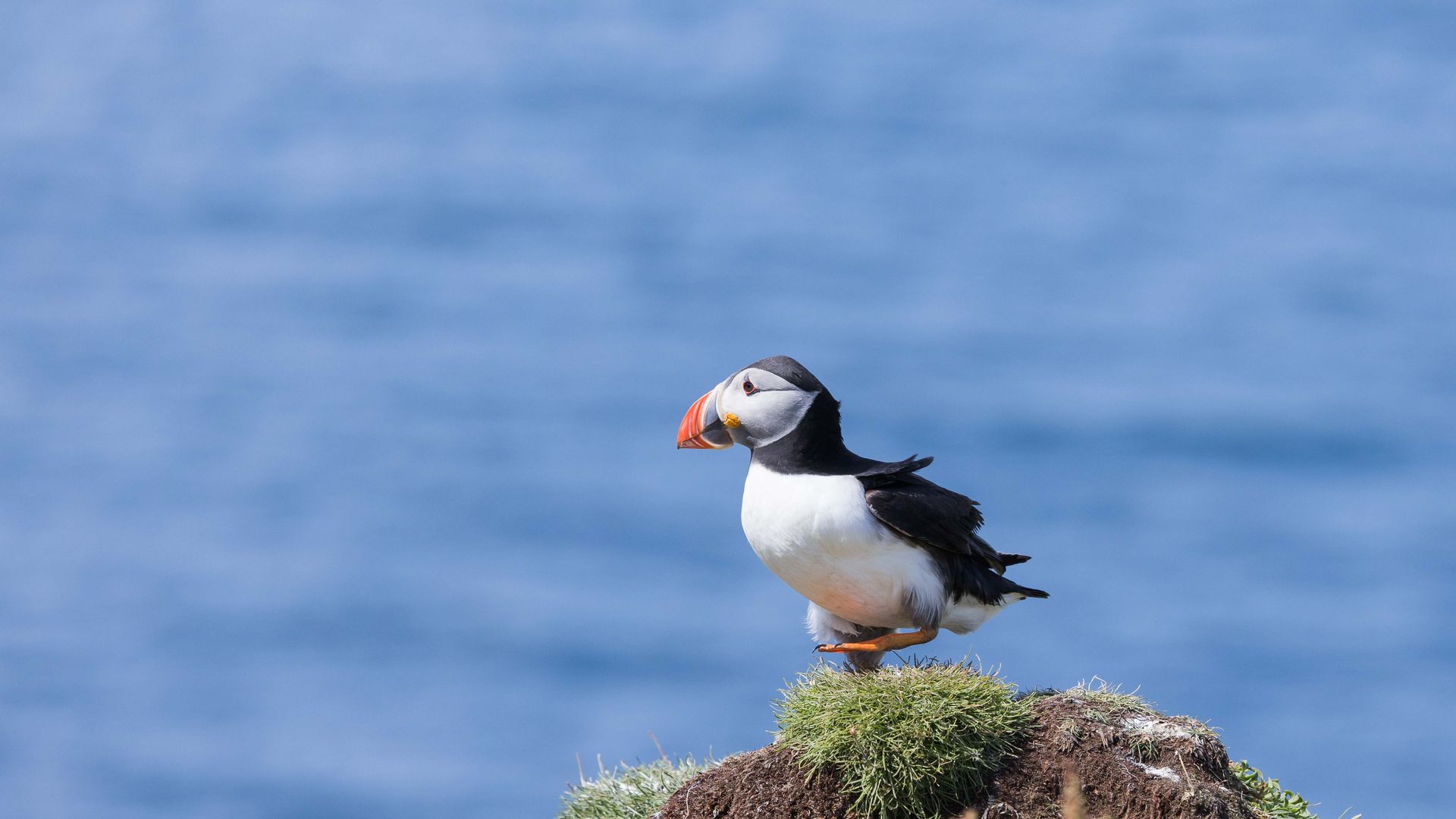 Puffin balancing on one leg, Lunga