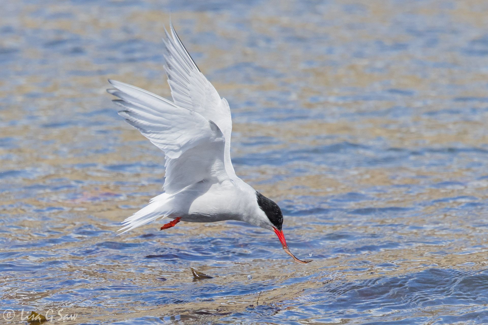 Arctic Tern catching food from the water, South Georgia