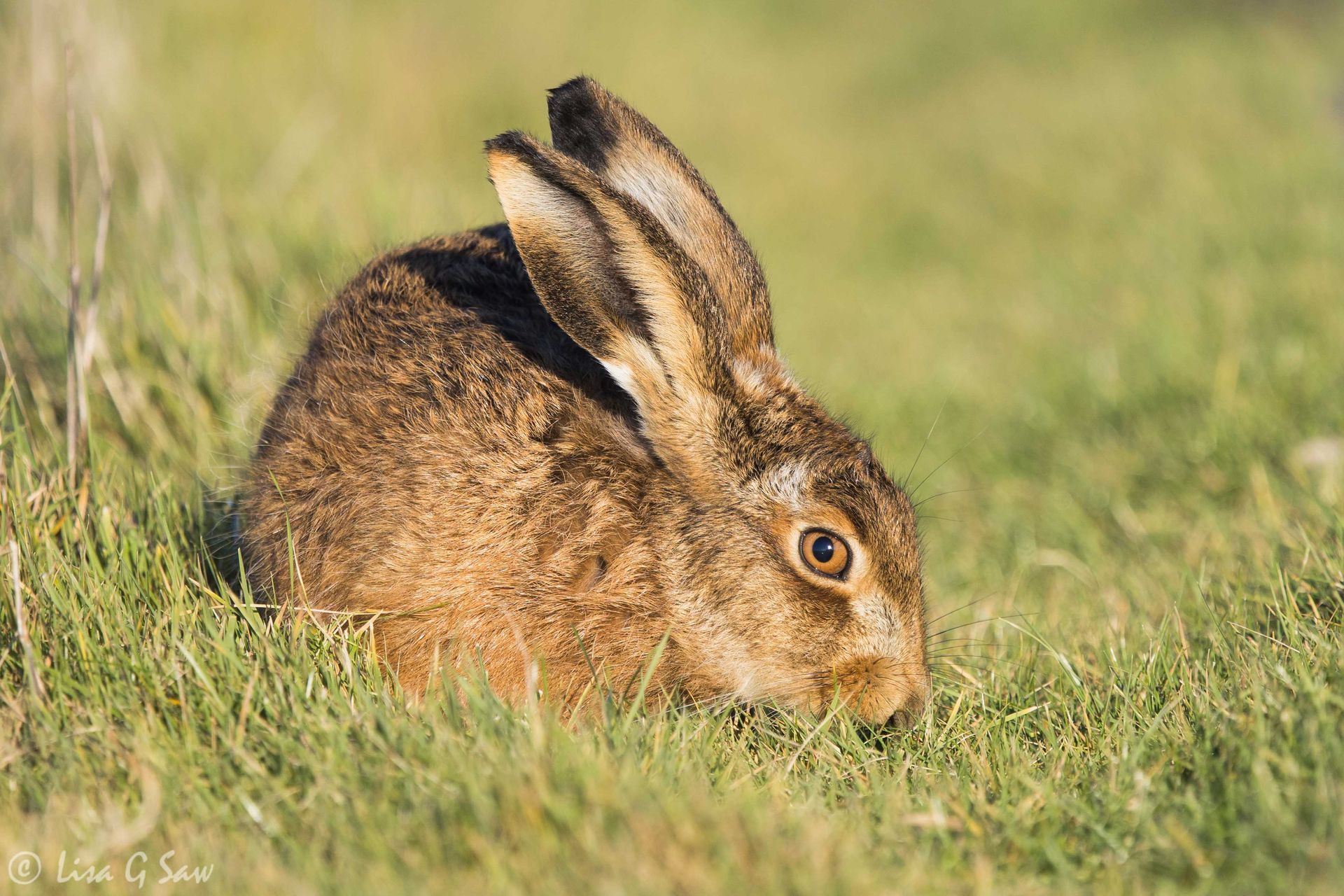 Hare keeping an eye on me whilst eating grass