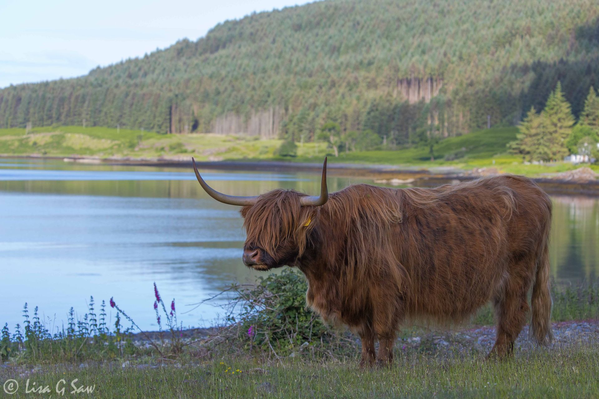 Highland Cow on shore of Loch Scridain