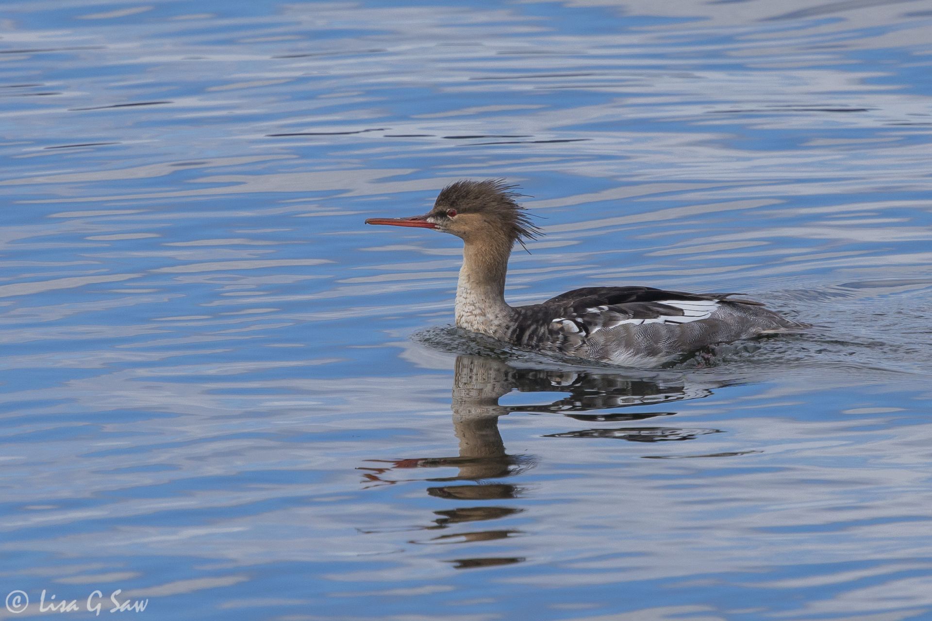 Red-breasted Merganser