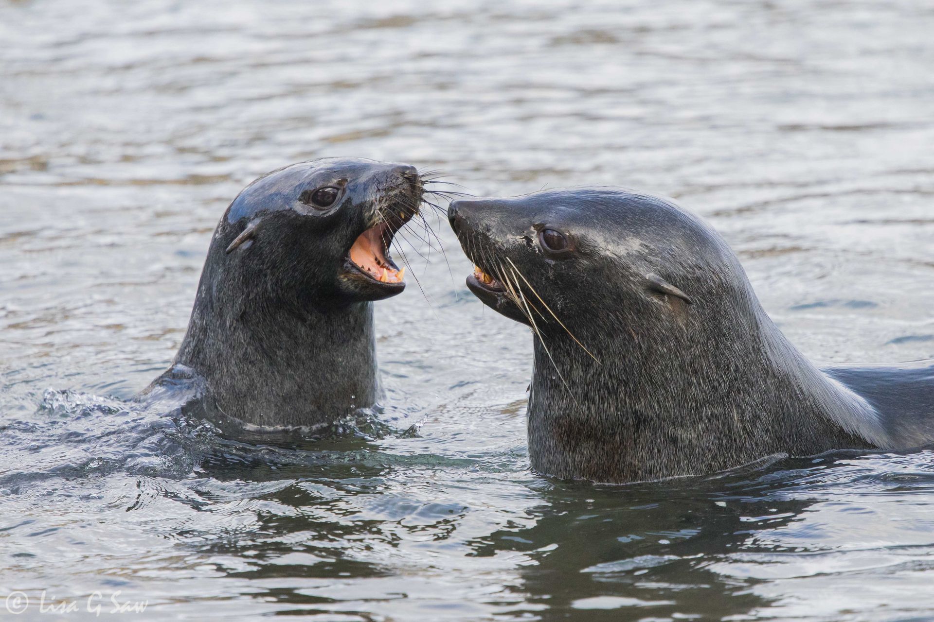 Two Sea Lions play fighting in the water, Gritvyken, South Georgia