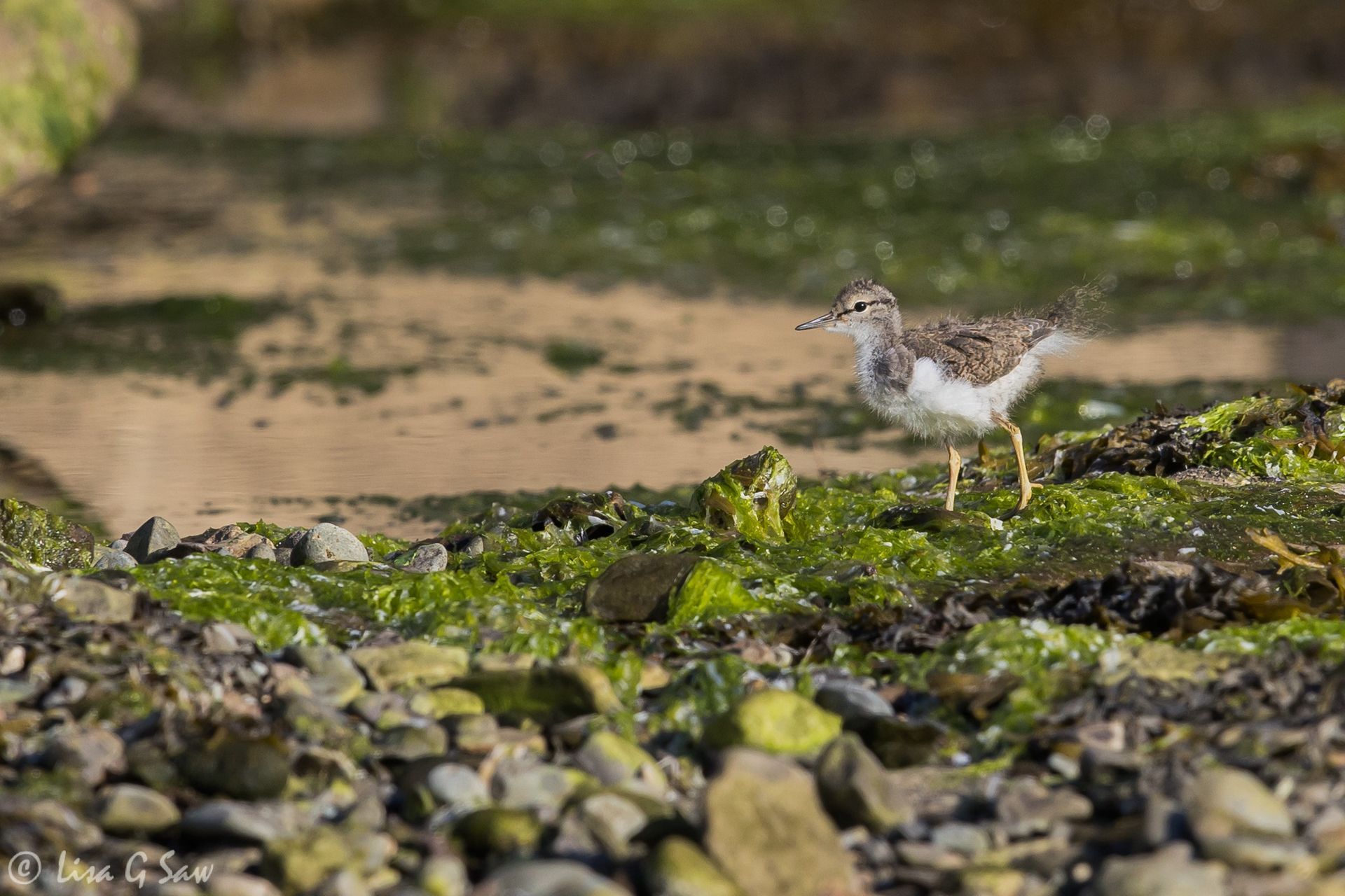 Common Sandpiper Fledgling