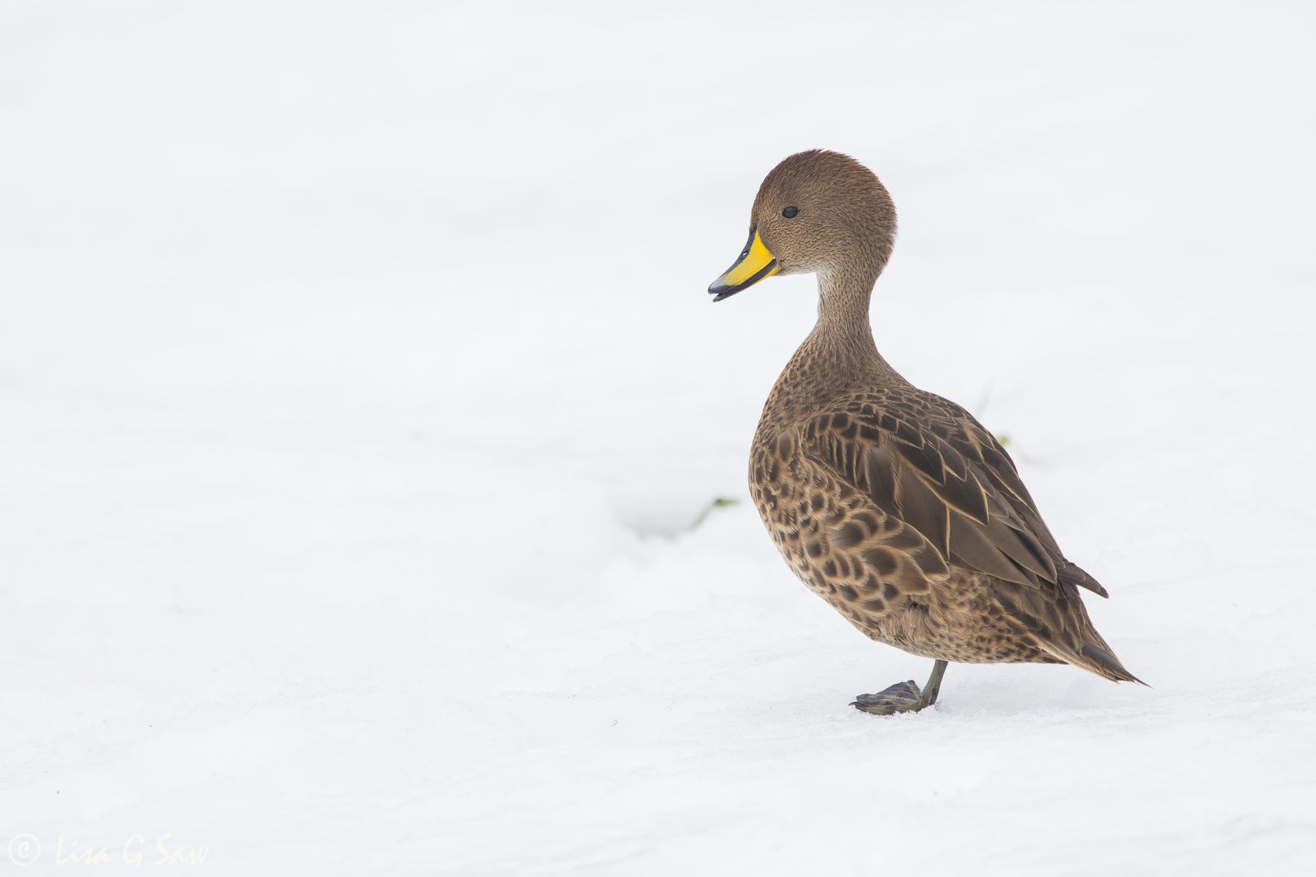 South Georgia Pintail in the snow