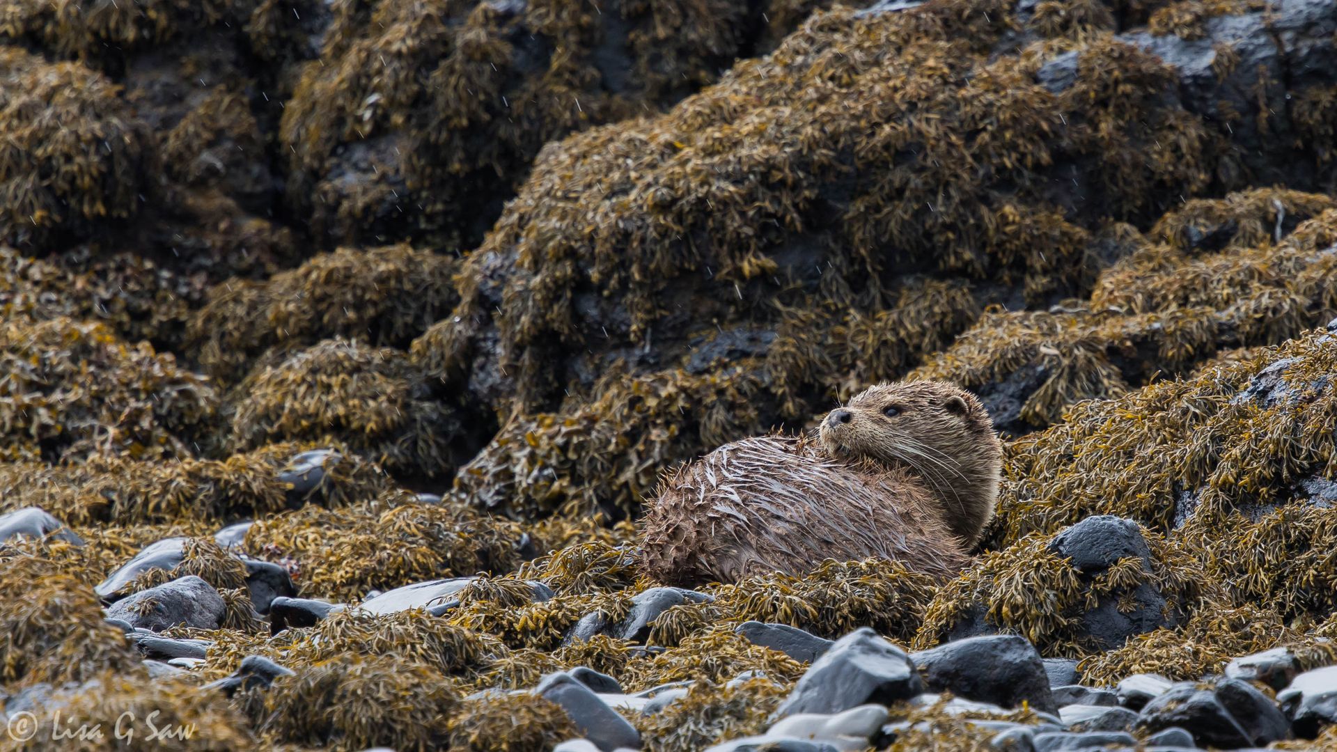 Otter curled up on beach