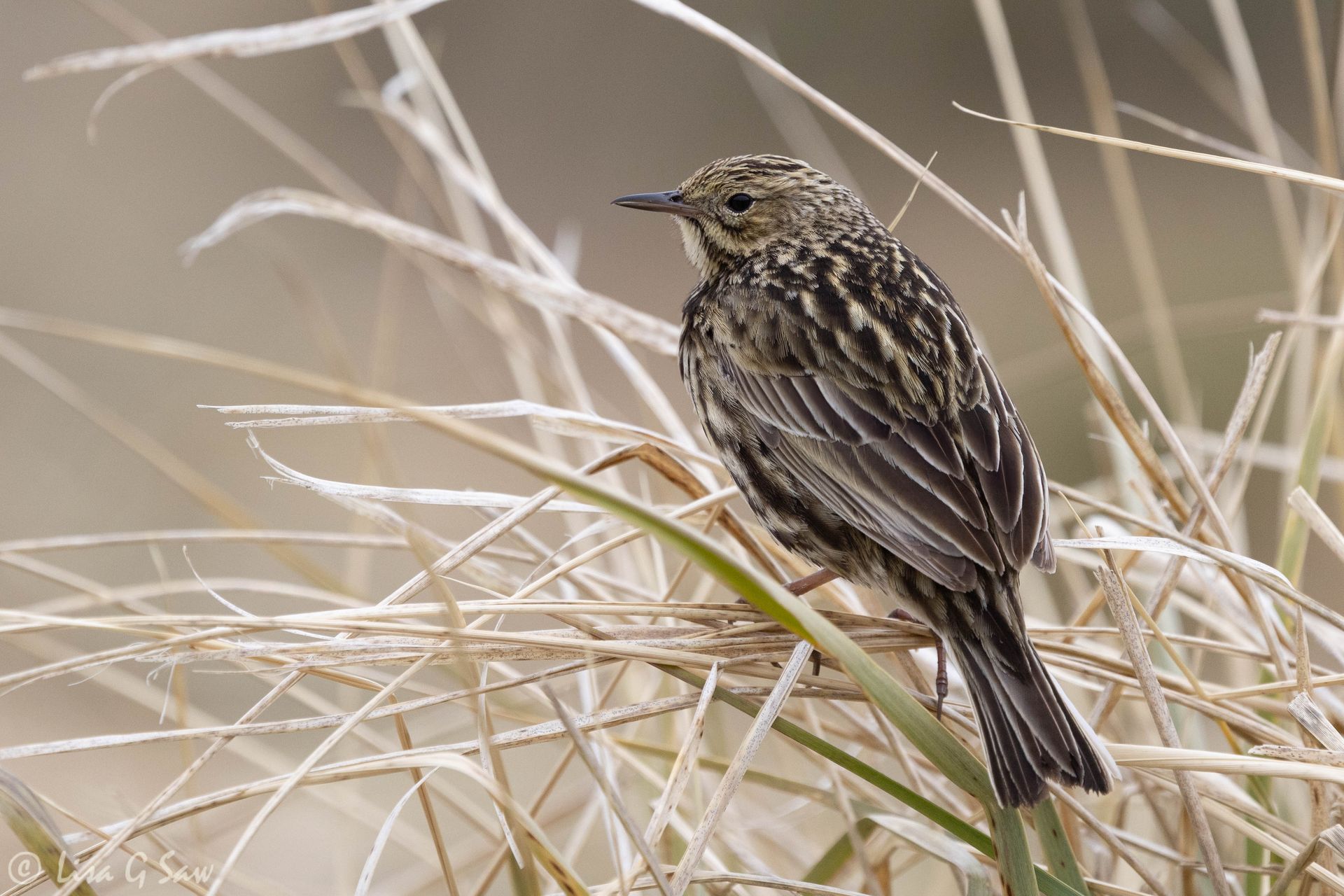 South Georgia Pipit