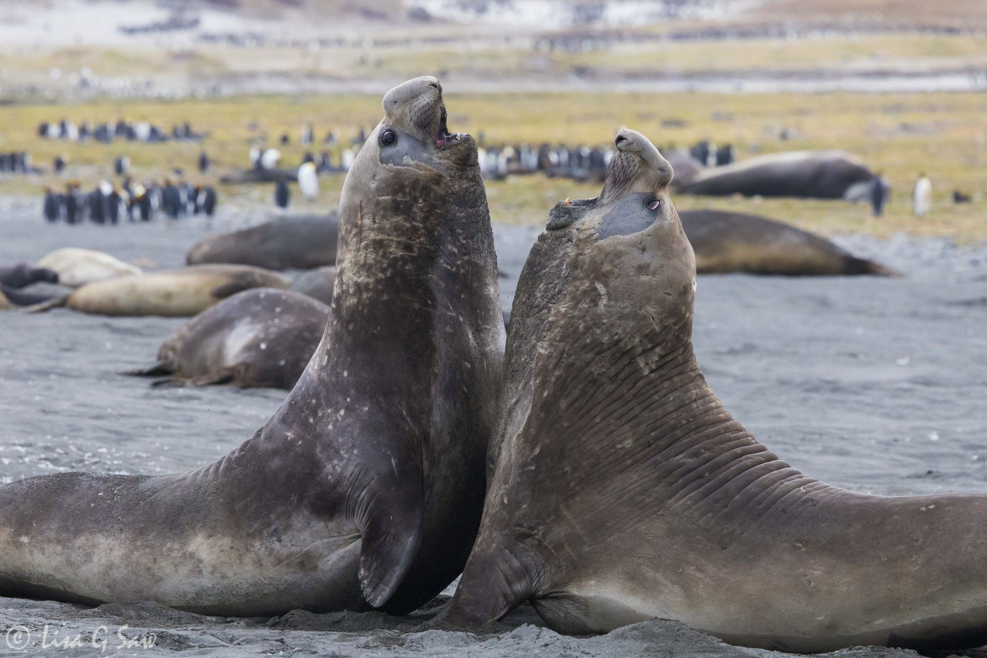 Two bull Elephant Seals fighting on the beach at St Andrew's Bay, South Georgia