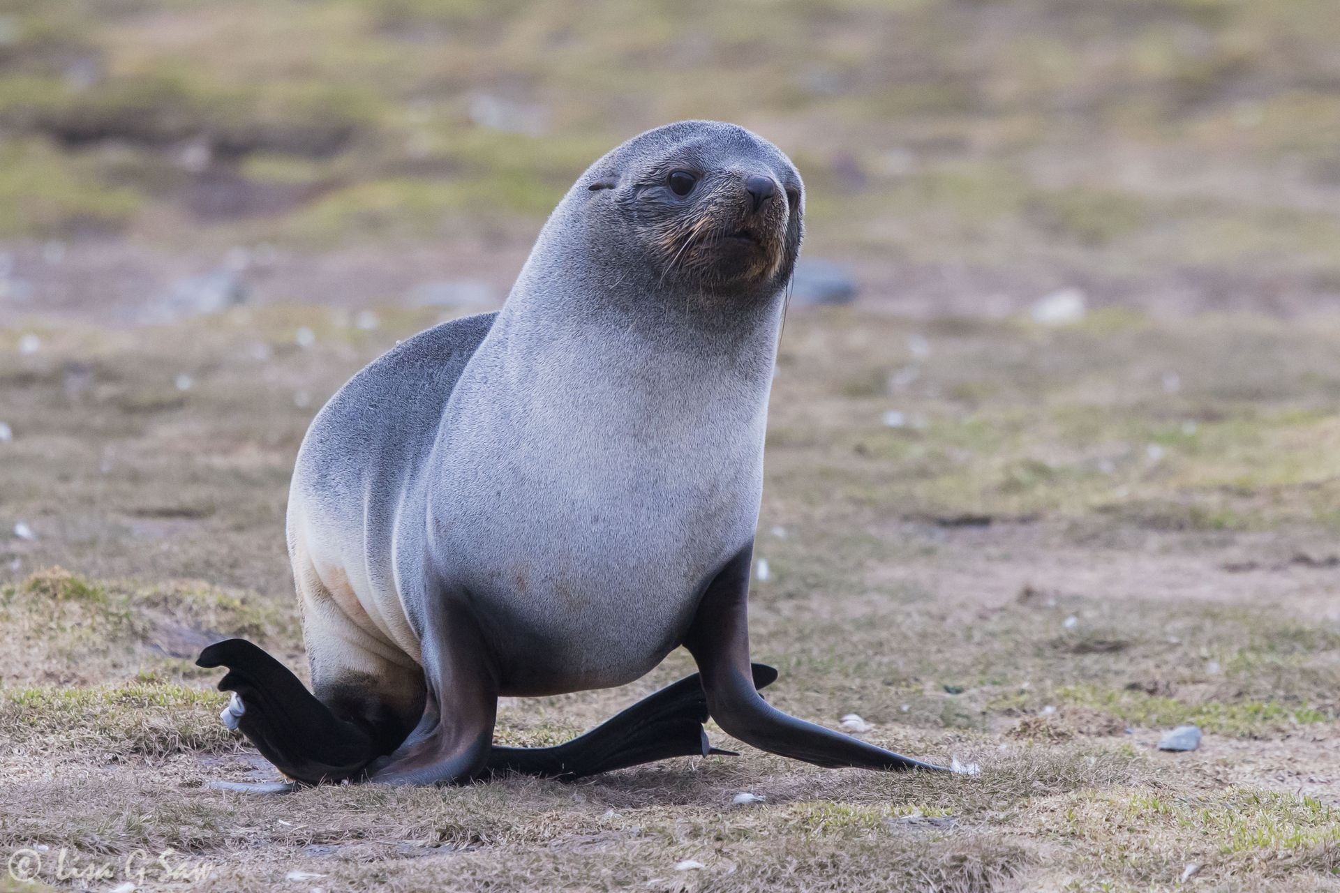 Antarctic Fur Seal on the move, St Andrew's Bay, South Georgia