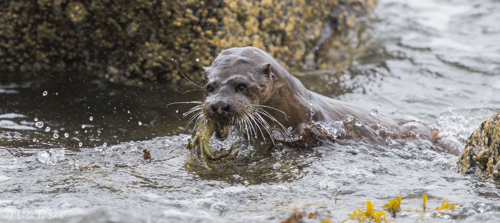 Otter coming out of water with crab in mouth