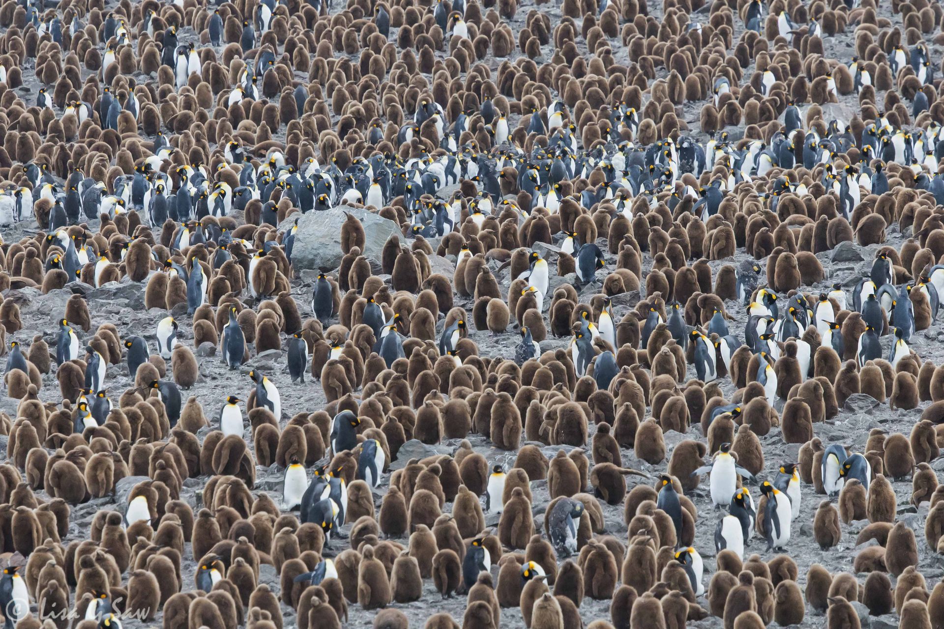 The mass of King Penguin chicks on the beach at St Andrew's Bay, South Georgia