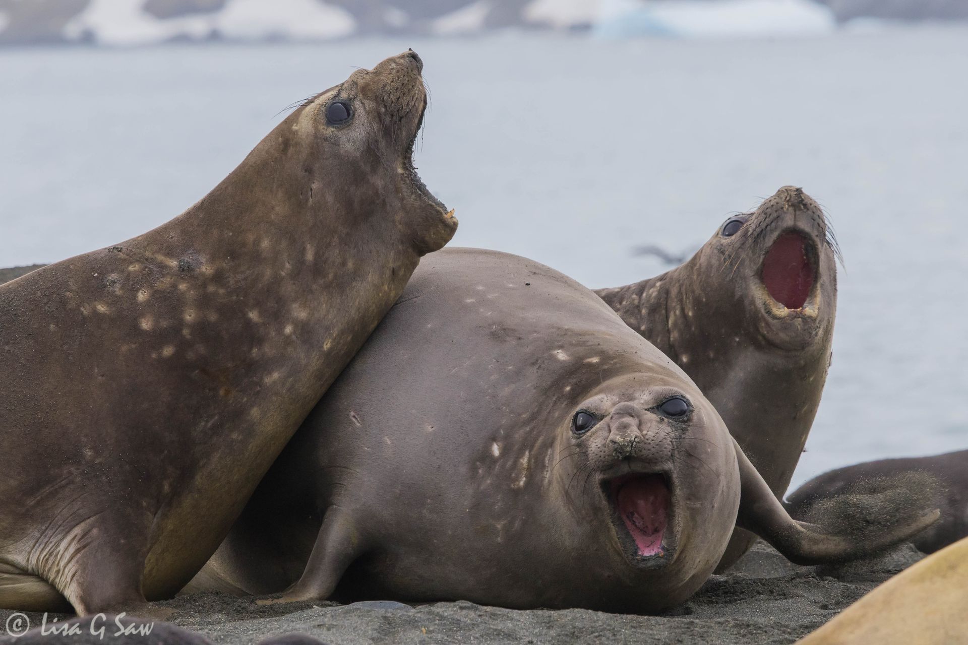 Three Elephant Seals bellowing on the beach at St Andrew's Bay, South Georgia