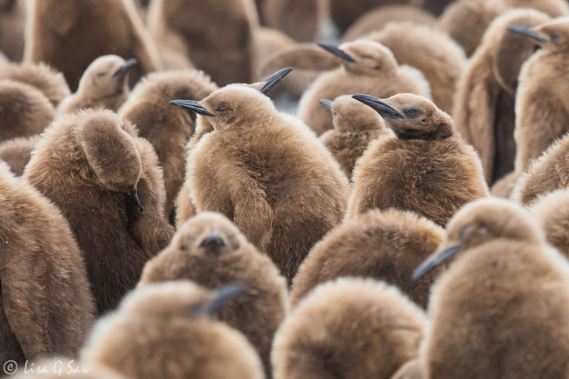 King Penguin chicks close together on beach at Gold's Harbour, South Georgia