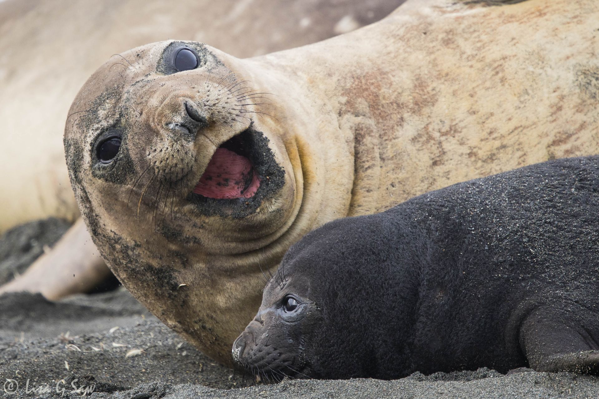 Female Elephant Seal and pup on the beach at St Andrew's Bay, South Georgia