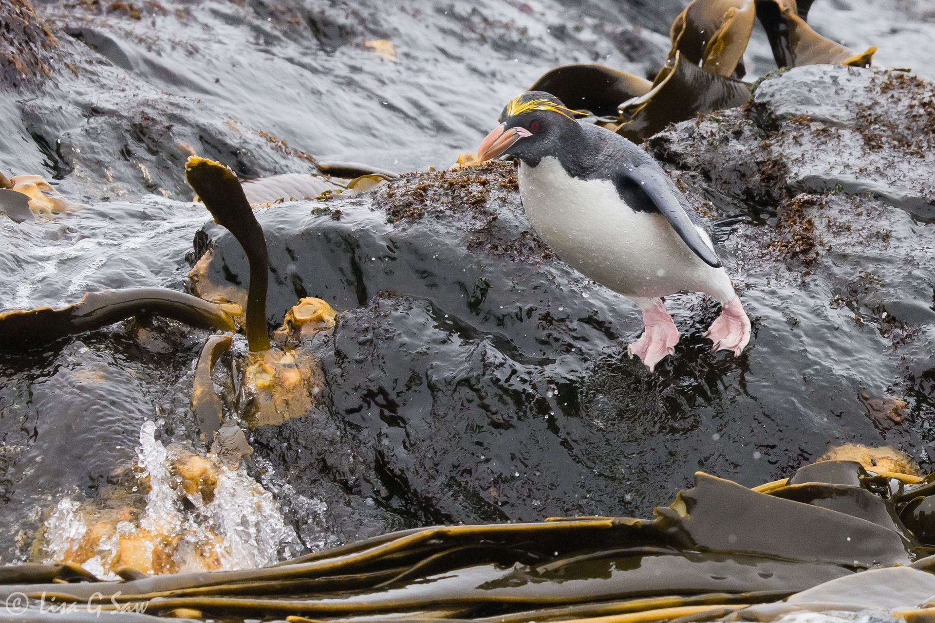 Macaroni Penguin about to leap into the water