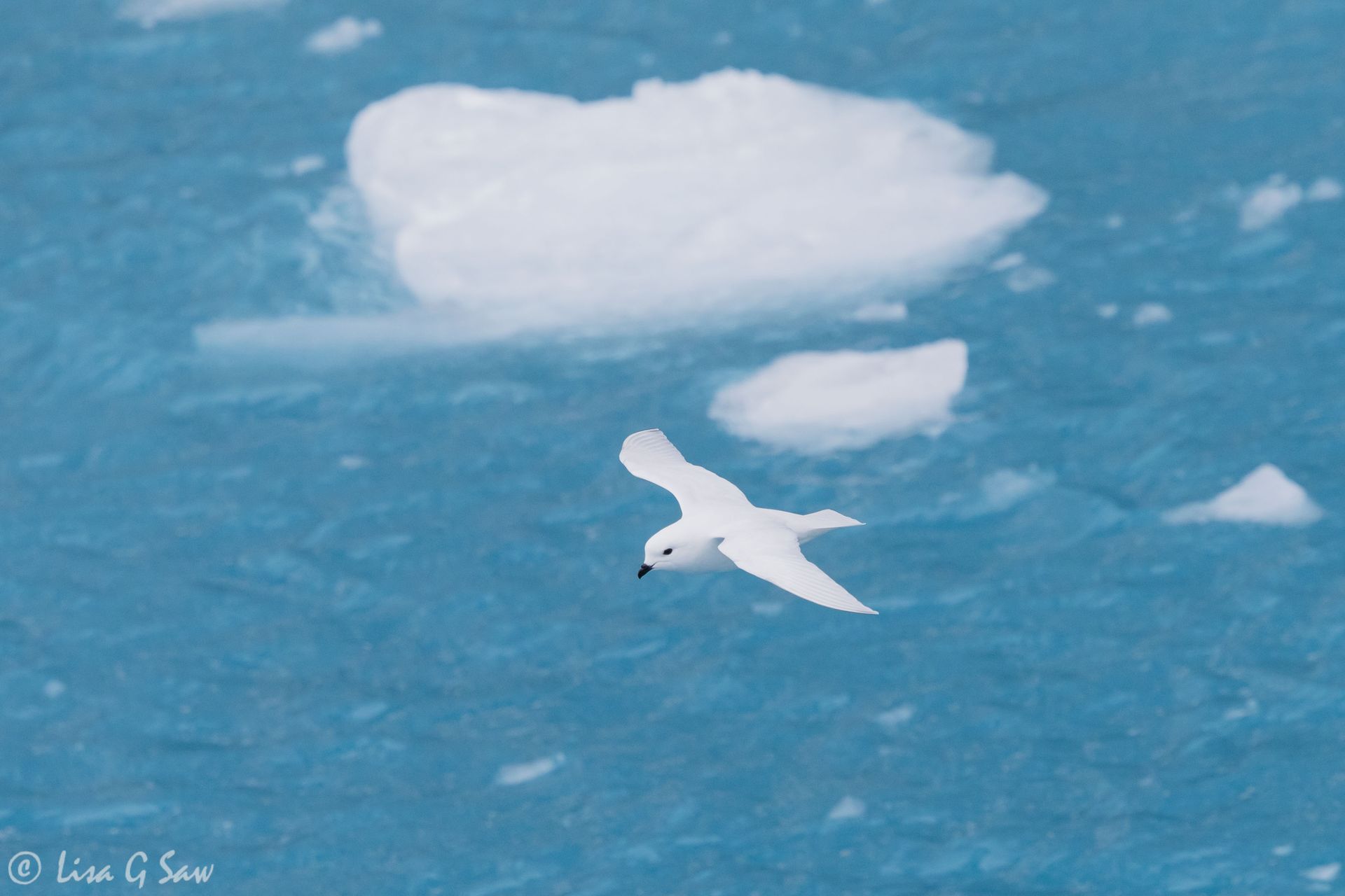 Snow Petrel in Drygalski Fjord, South Georgia