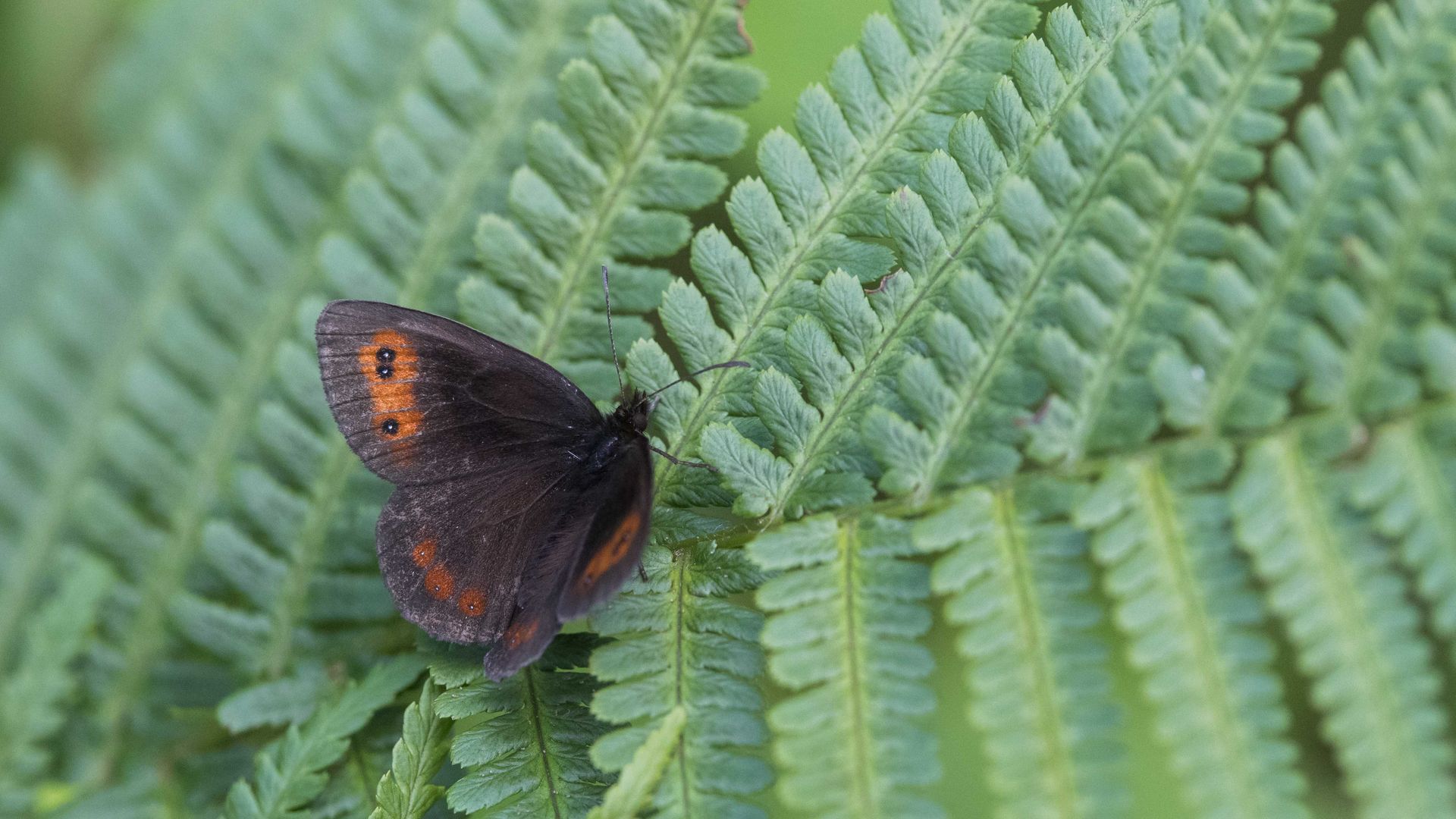 Scotch Argus