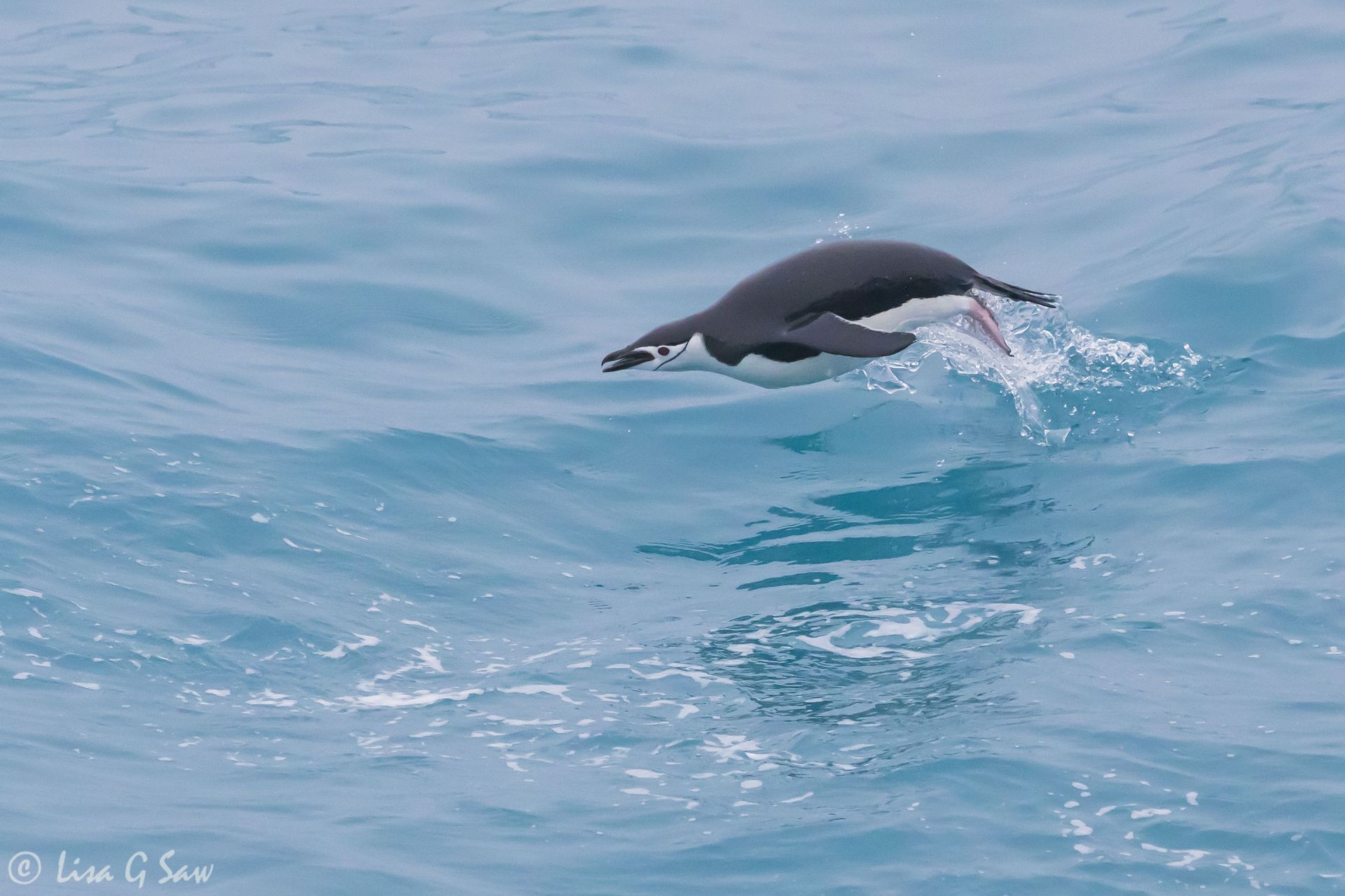 Porpoising Chinstrap Penguin coming out of water, Antarctica