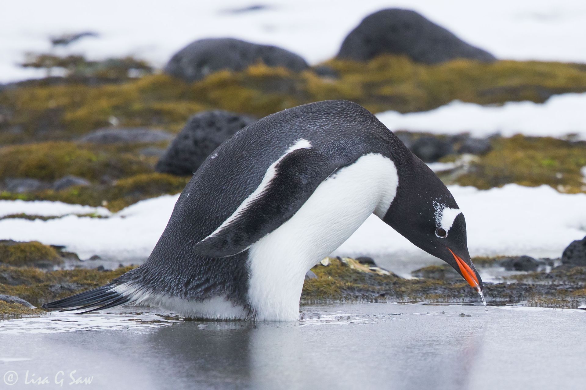 Gentoo Penguin drinking water, Antarctica