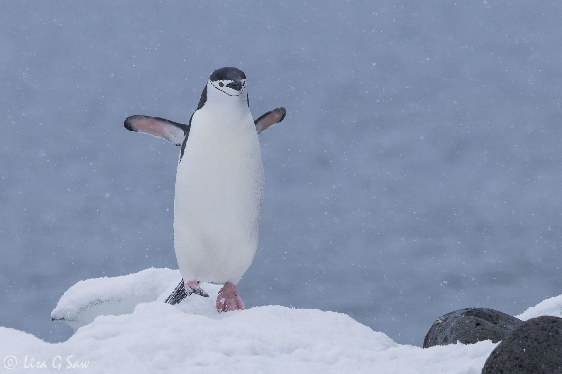 Chinstrap Penguin hopping over the snow, Antarctica