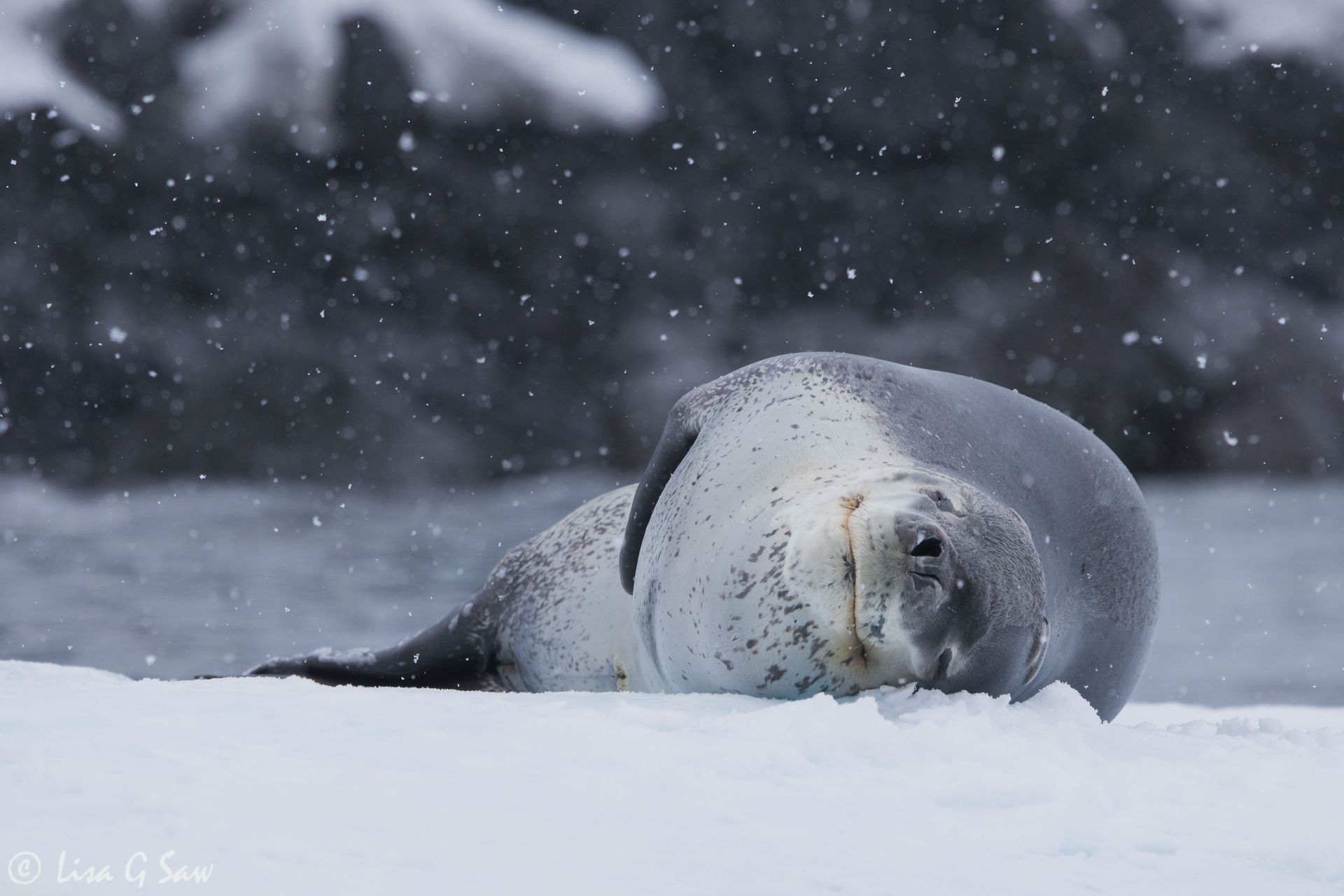 Leopard Seal sleeping on an ice floe, Antarctica