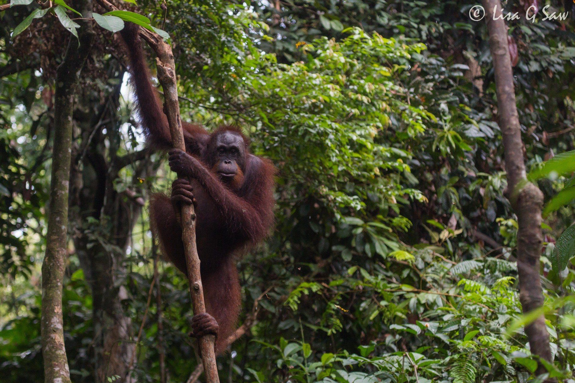 Orangutan Sepilok Rehabilitation Centre Borneo