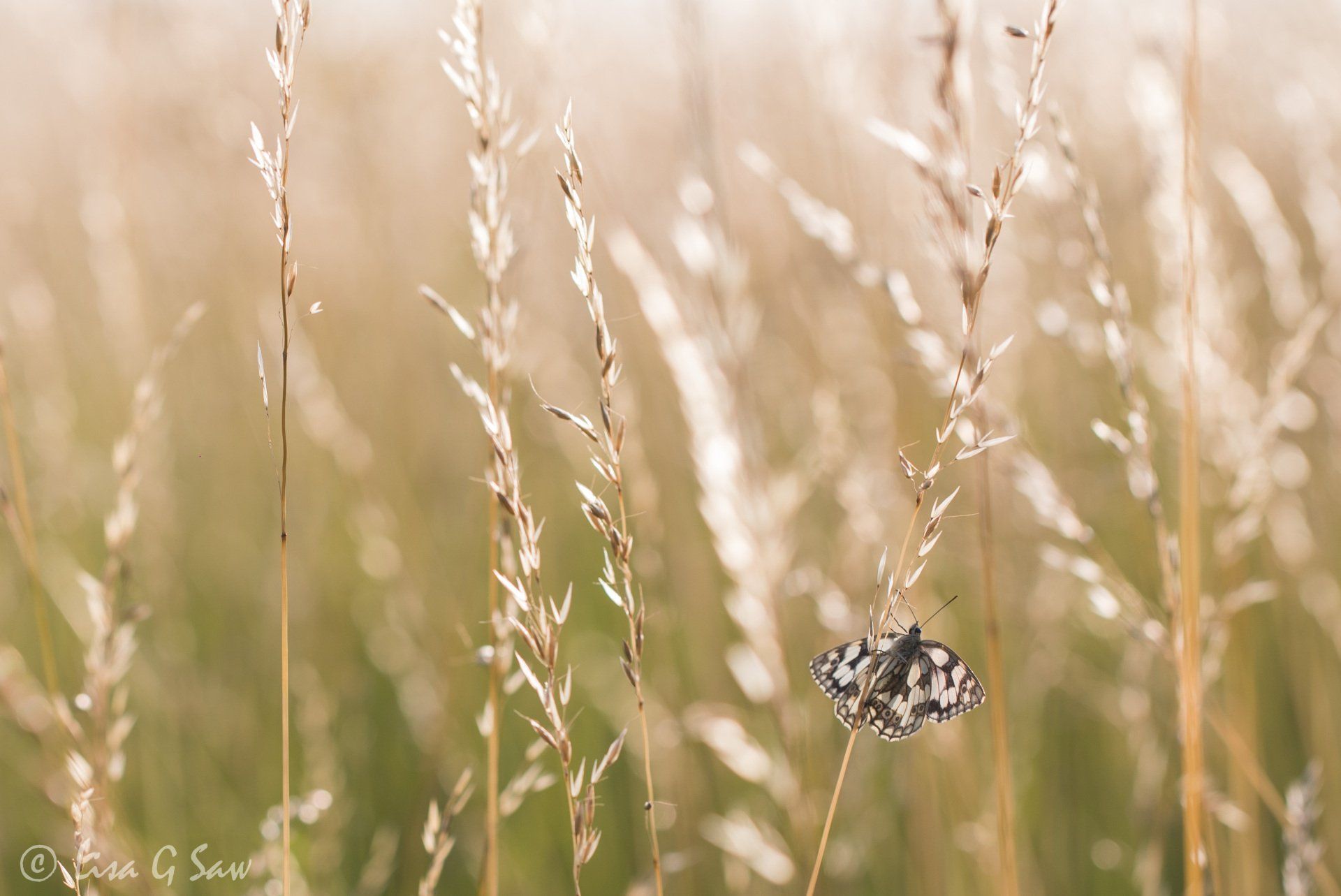Marbled White butterfly roosting on grass, backlit