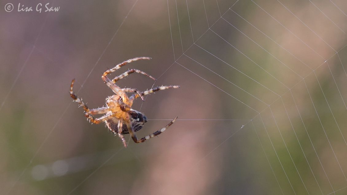 Orb Weaver spider spinning web