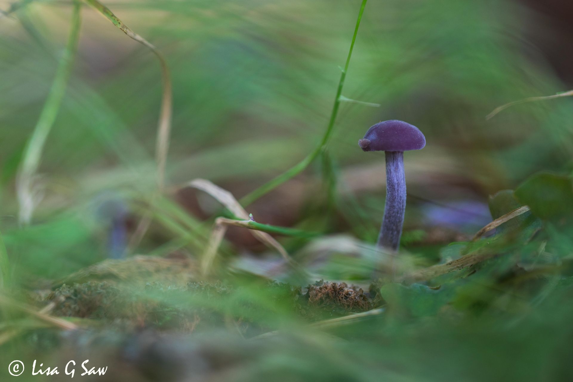 Amethyst Deceiver fungi amidst grass