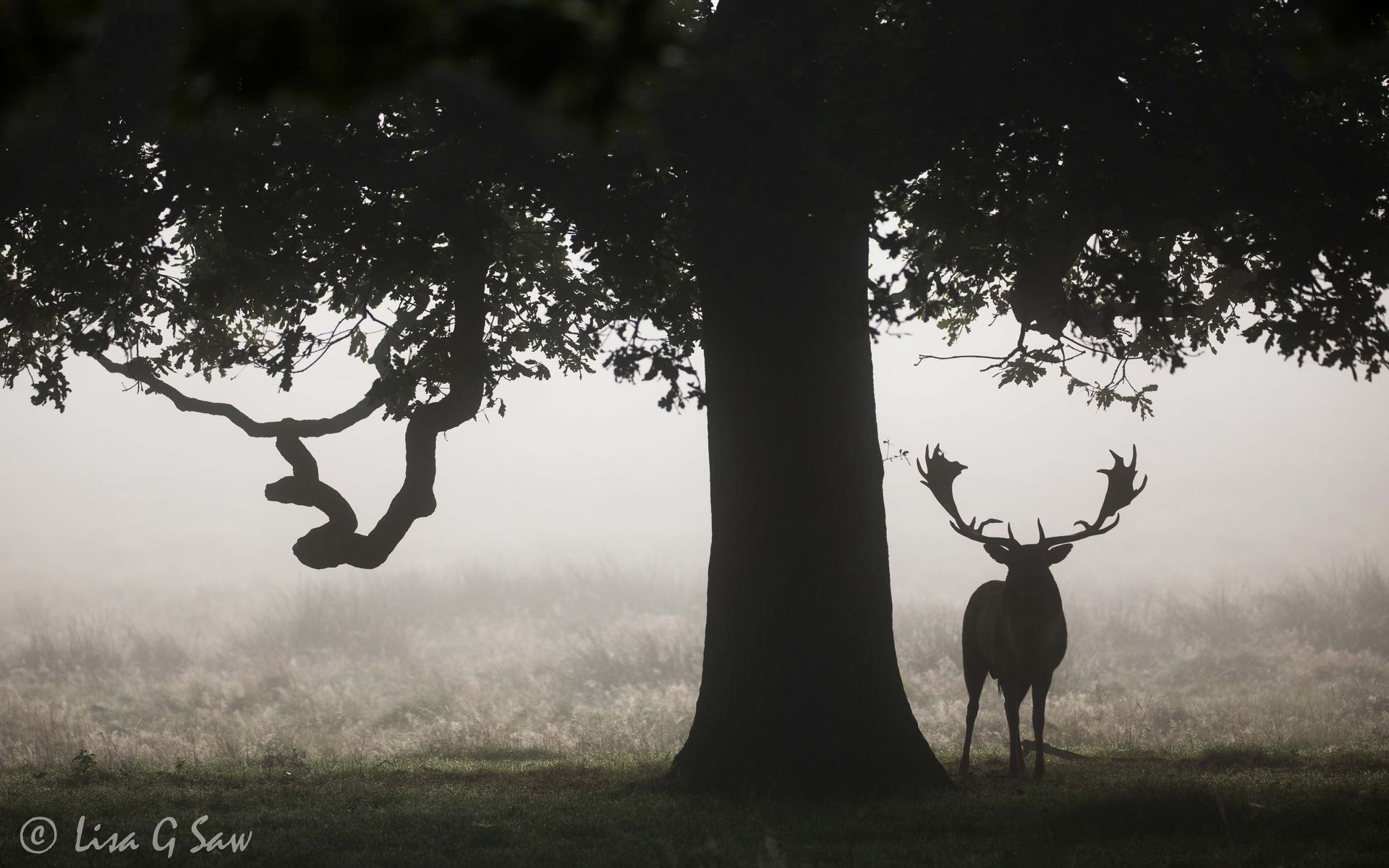 Fallow Deer buck silhouetted standing by tree at Petworth Park