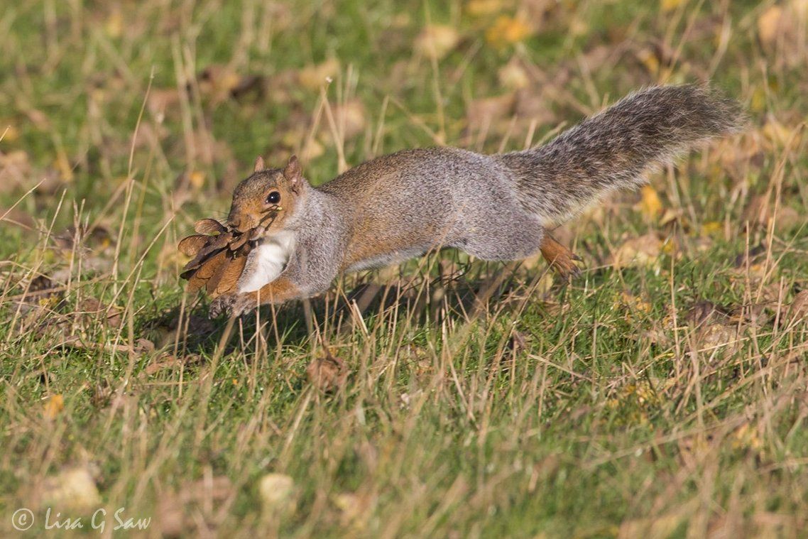 Grey Squirrel running with seedpod in mouth