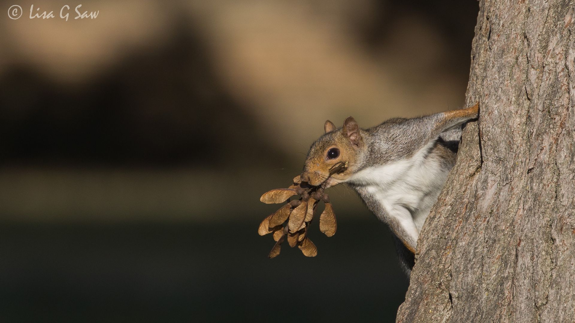 Grey Squirrel on a tree with seedpods in mouth