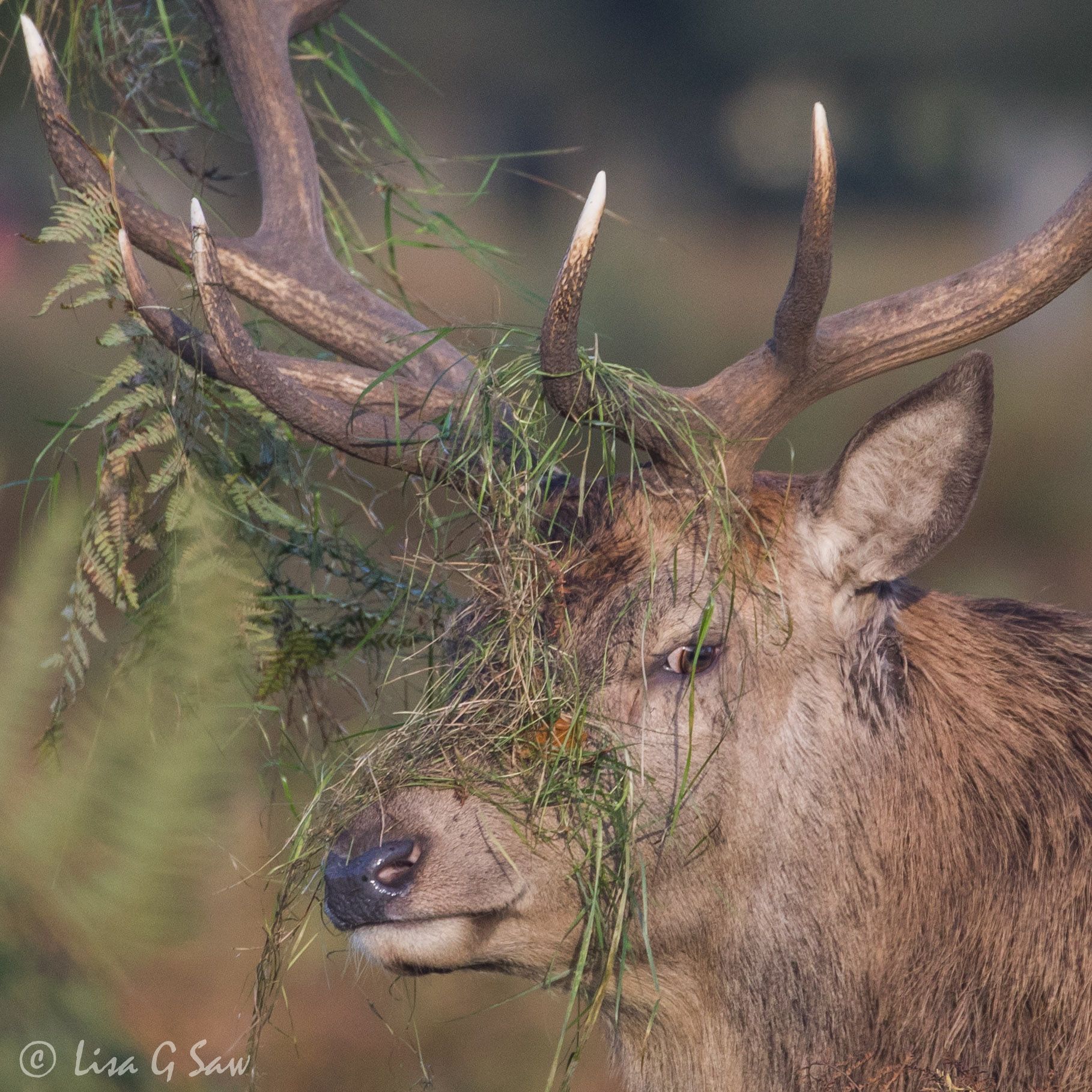 Red Deer stag at Richmond Park with grass on antlers