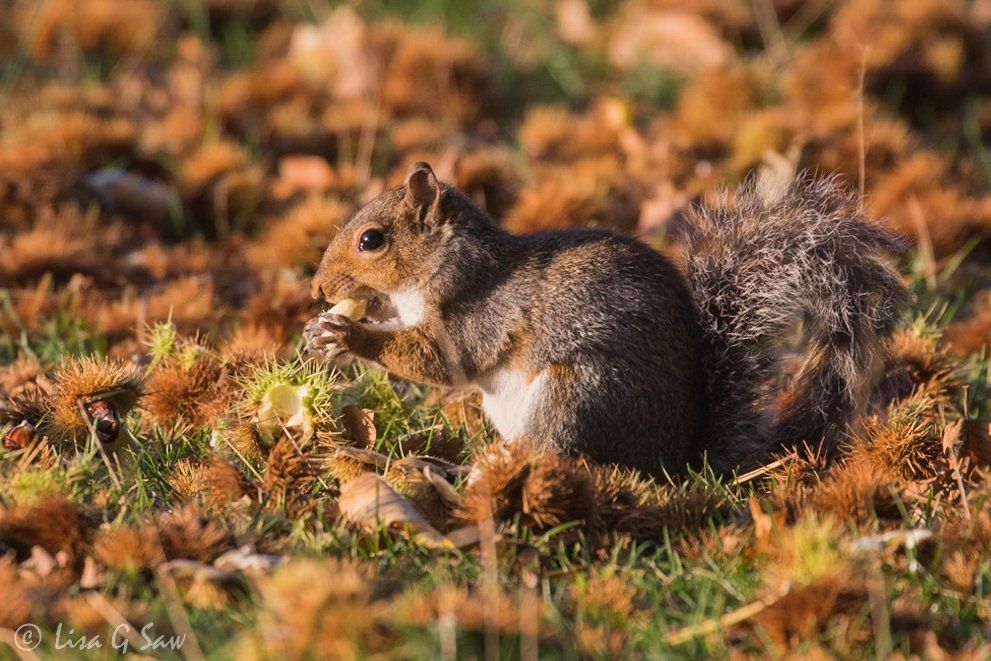 Grey Squirrel eating nut on the ground in autumn