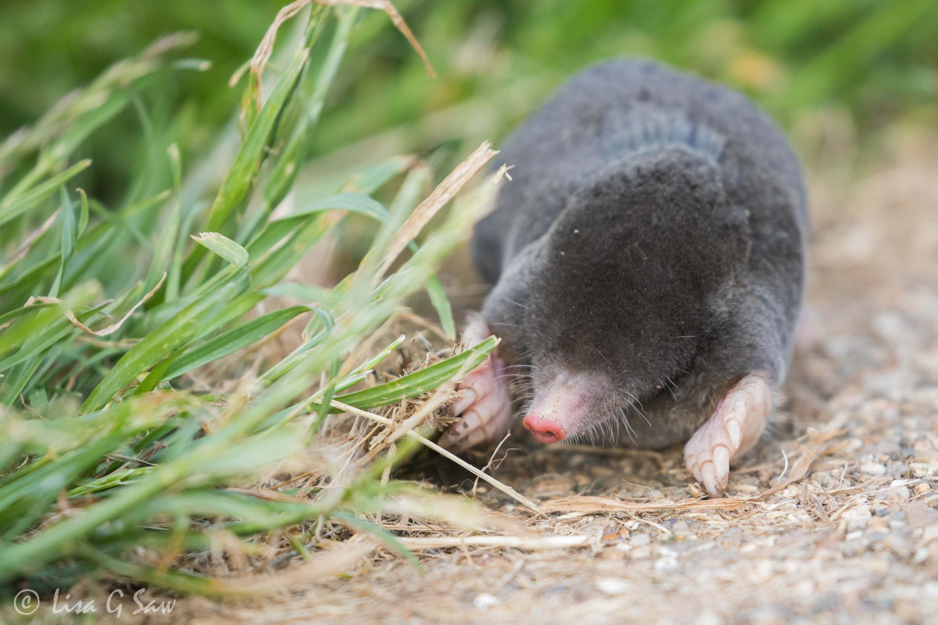 Mole above ground by a path, Bemptom Cliffs